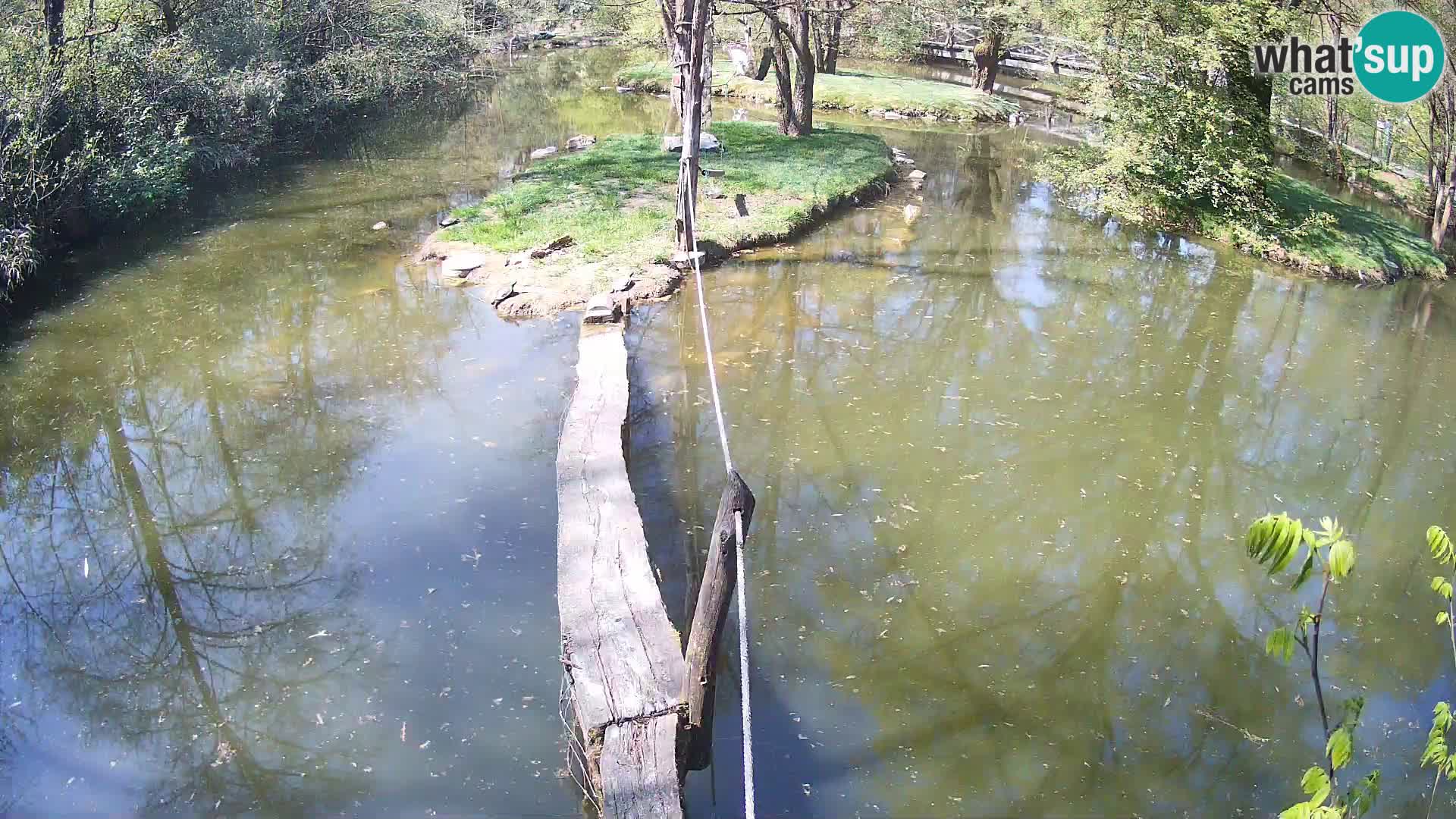 Schwarzweiße Vari Zoo Ljubljana webcam