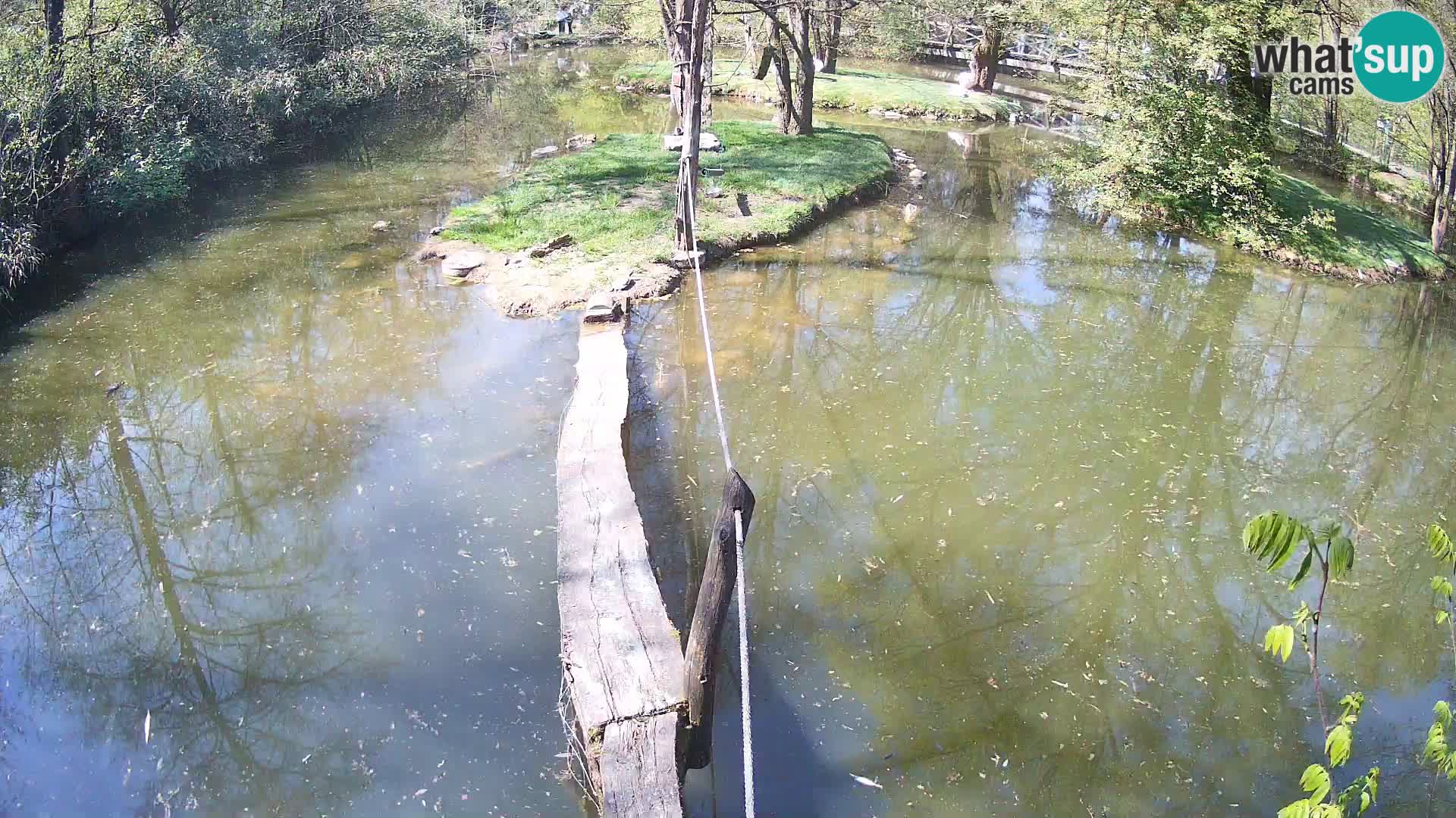 Vari bianconero Zoo Ljubljana webcam