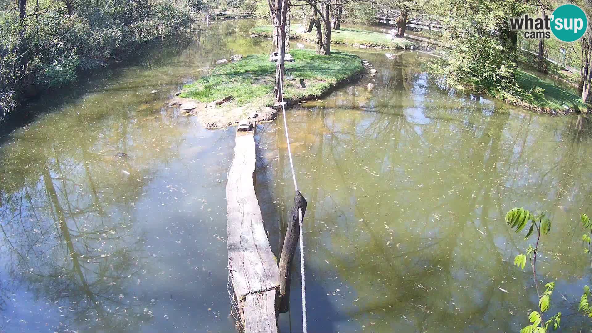 Vari noir et blanc – Ljubljana ZOO  livecam
