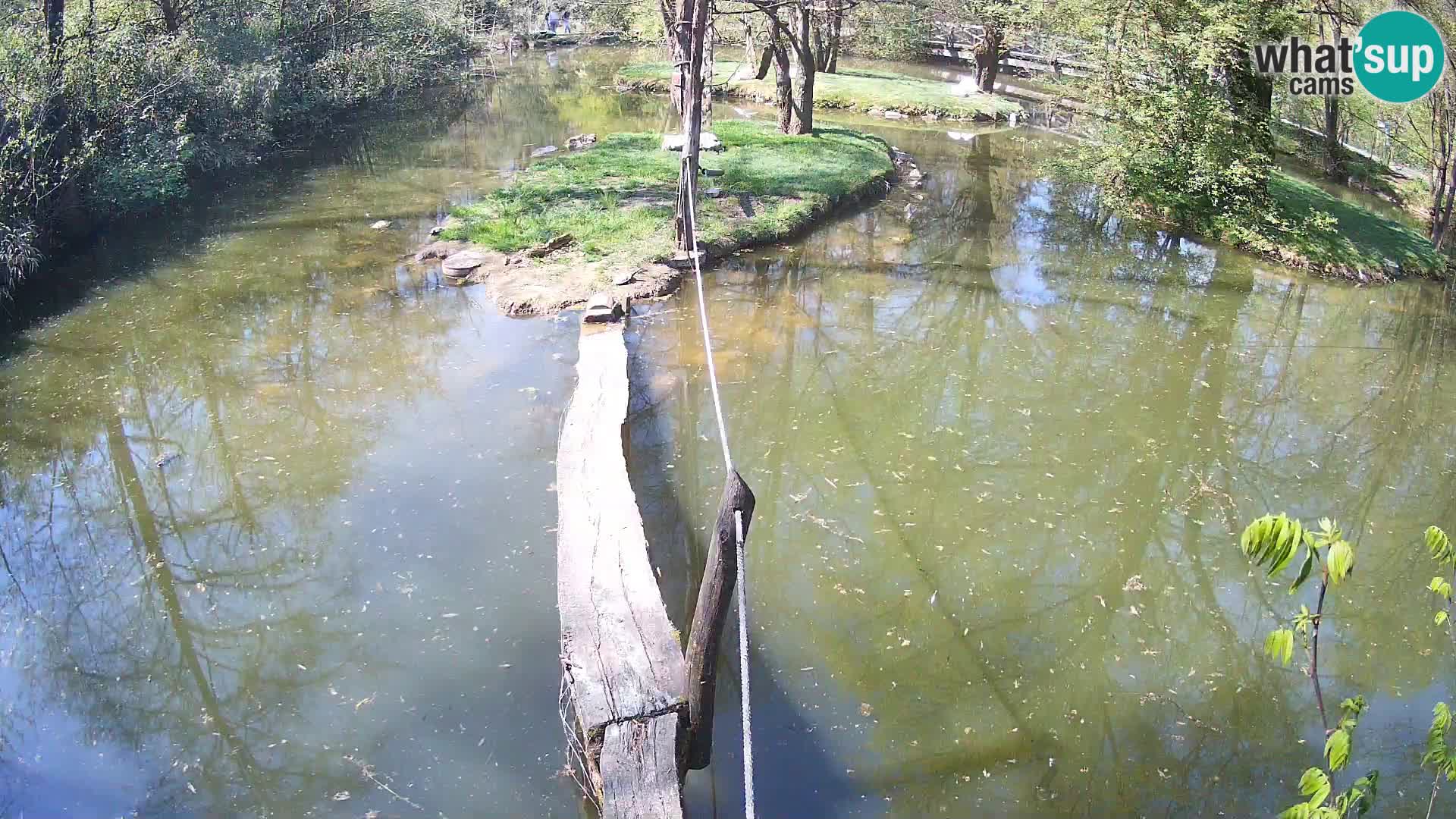 Vari bianconero Zoo Ljubljana webcam