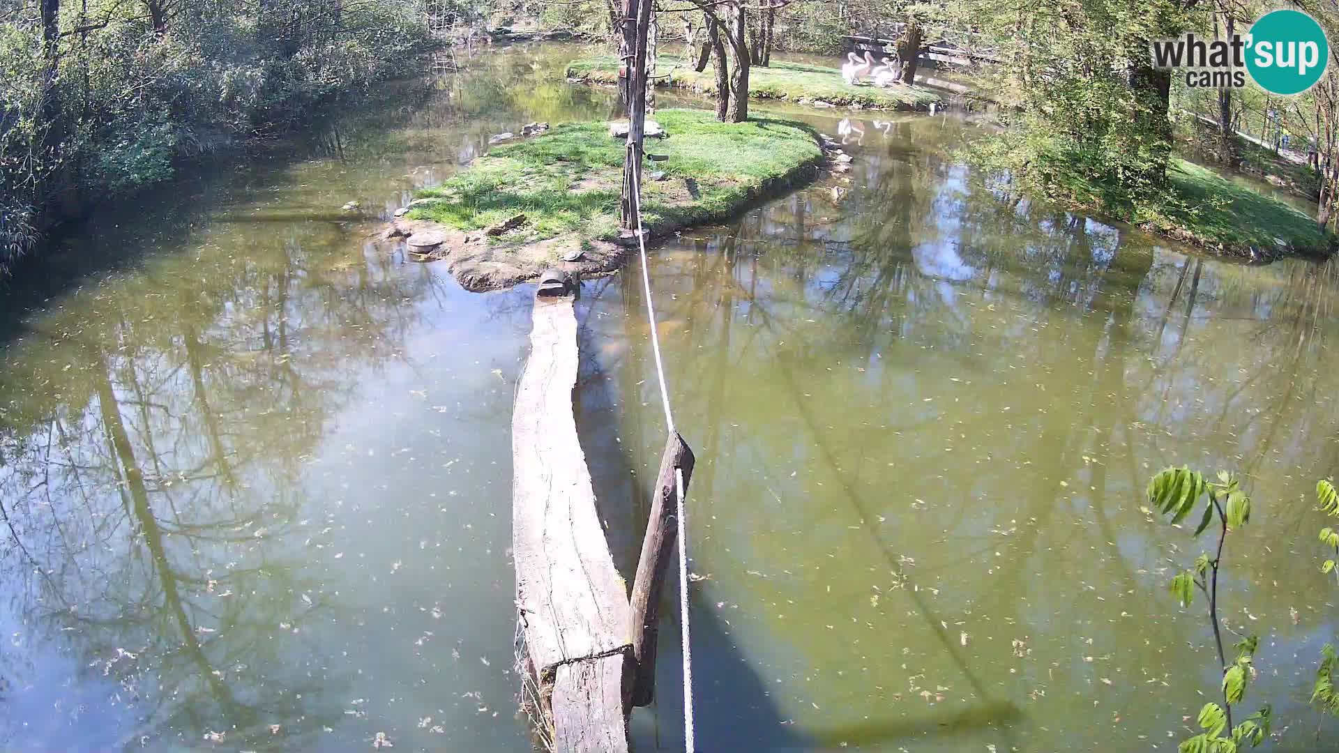 Lémur rufo blanco y negro – Ljubljana Zoo en vivo