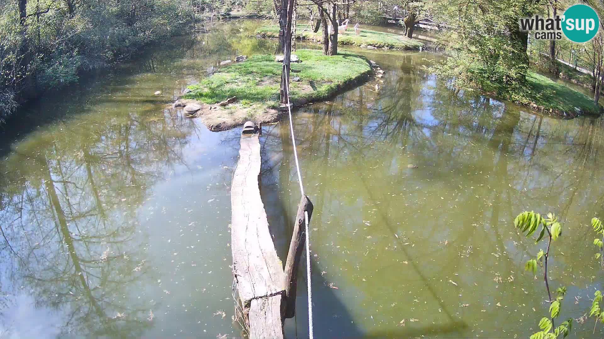 Schwarzweiße Vari Zoo Ljubljana webcam