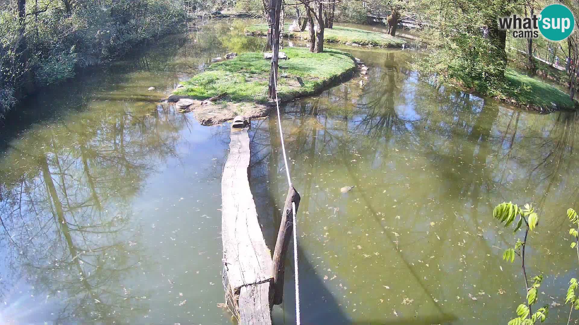 Lémur rufo blanco y negro – Ljubljana Zoo en vivo