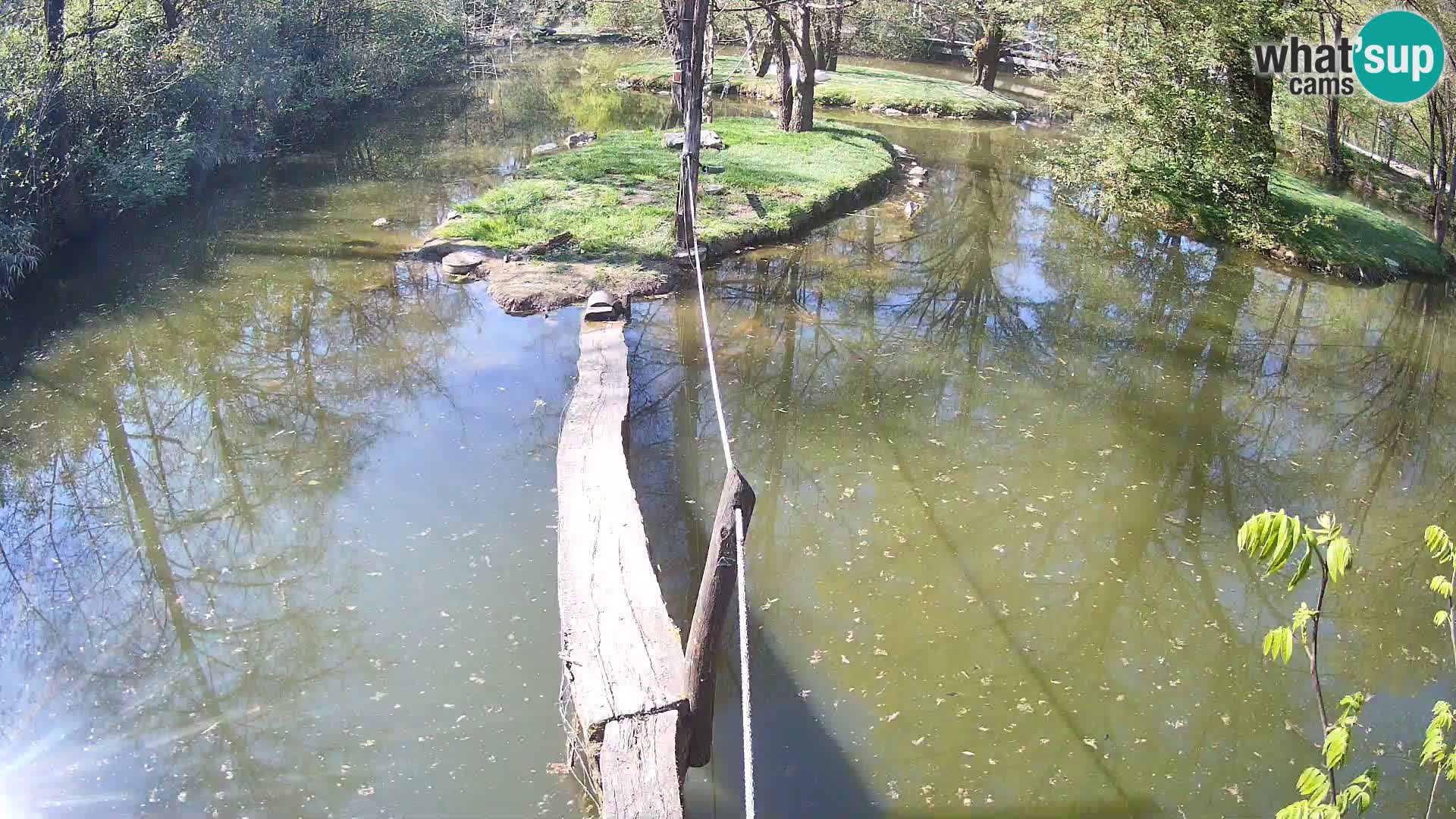 Lémur rufo blanco y negro – Ljubljana Zoo en vivo
