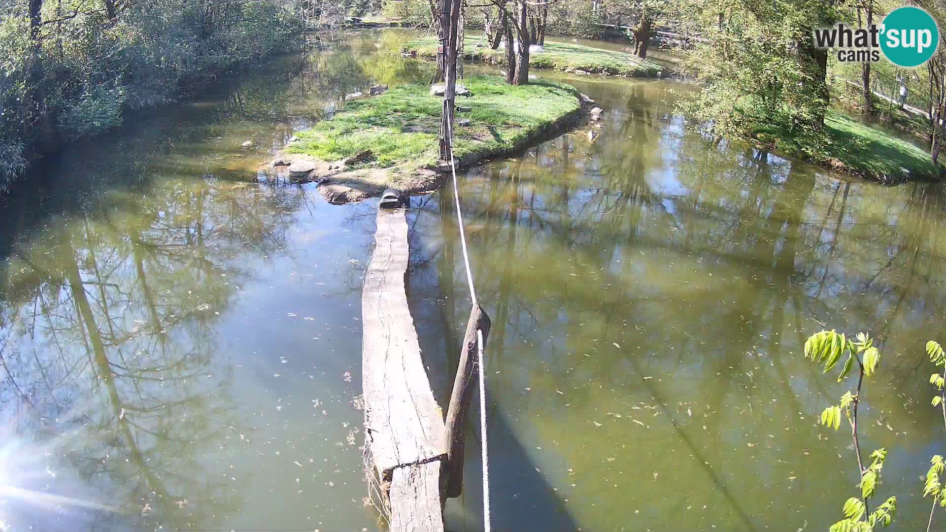 Schwarzweiße Vari Zoo Ljubljana webcam