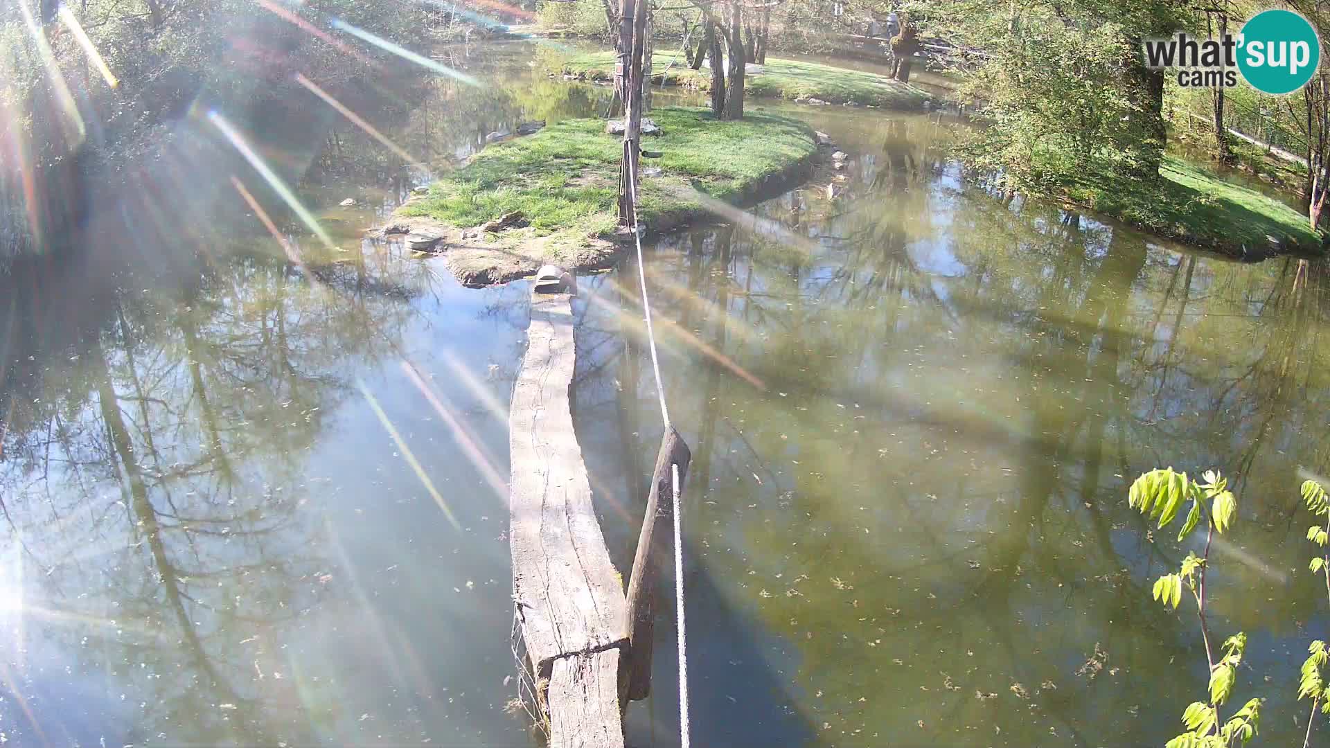Black and white ruffed lemur Ljubljana Zoo live cam
