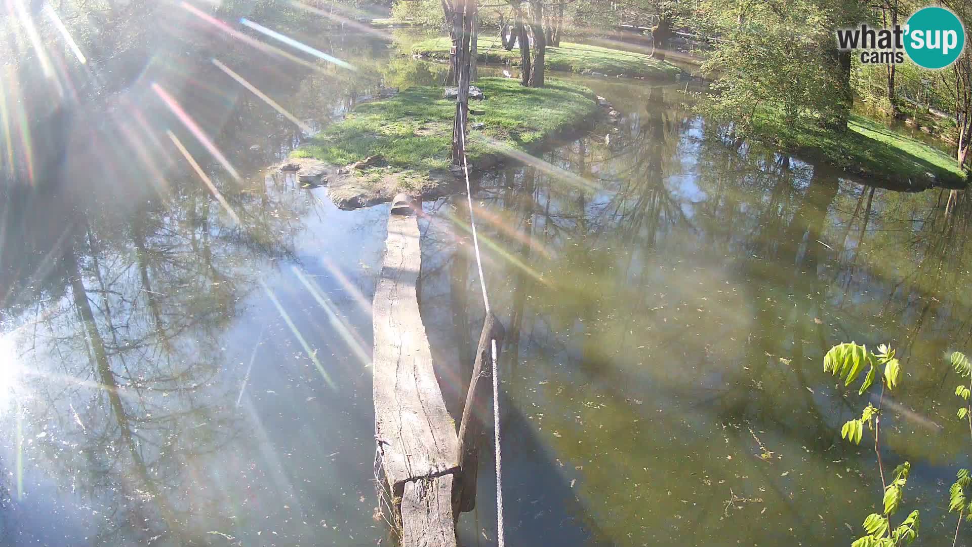 Lémur rufo blanco y negro – Ljubljana Zoo en vivo