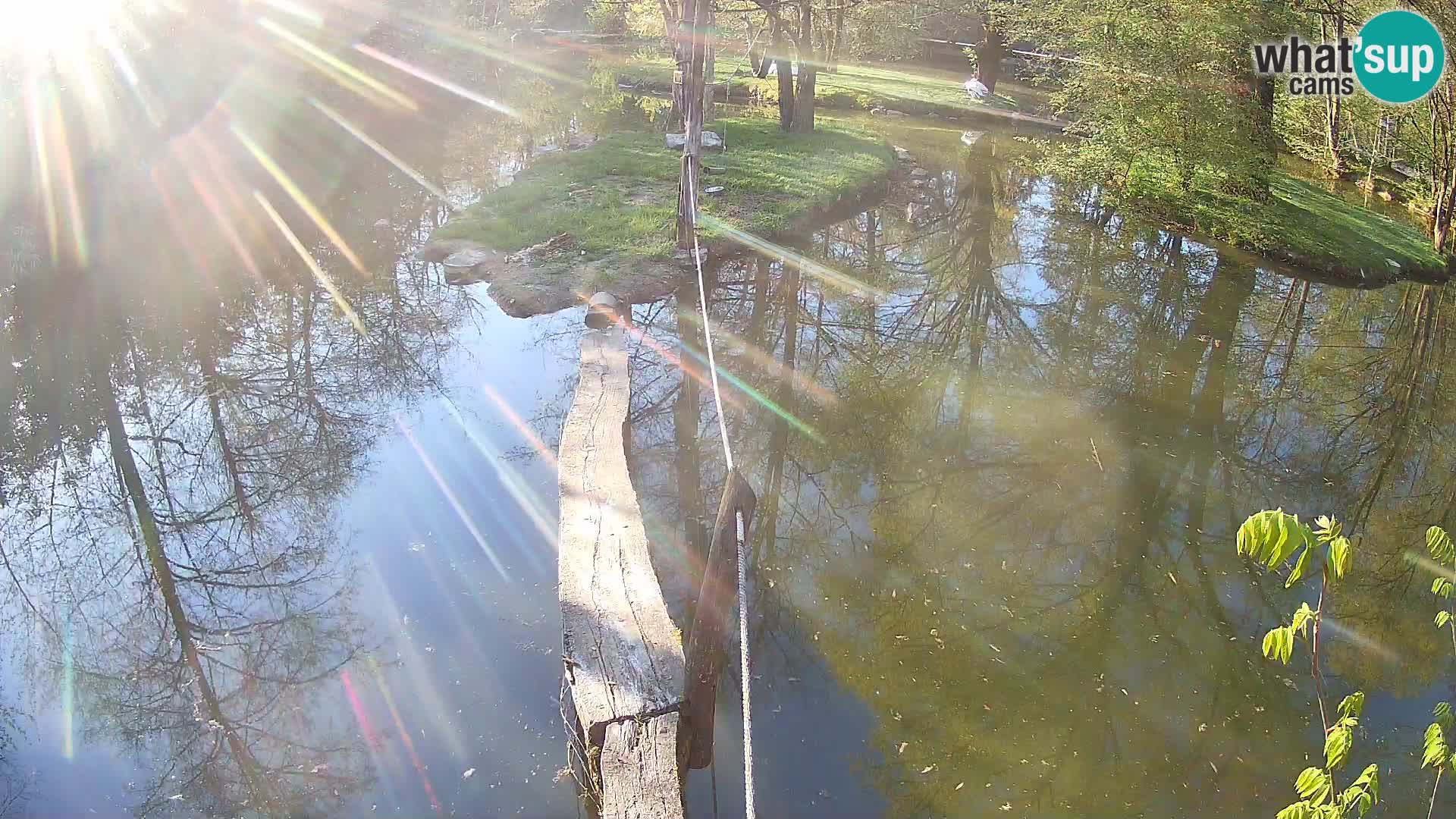 Schwarzweiße Vari Zoo Ljubljana webcam