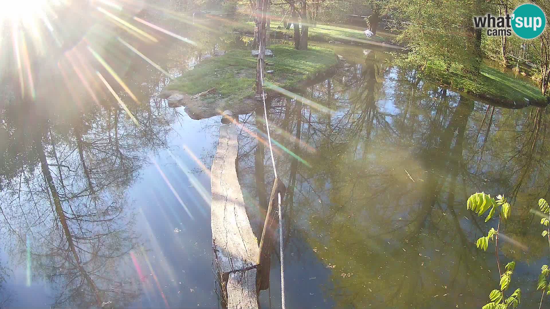 Navadni vari u živo – Ljubljana zoo