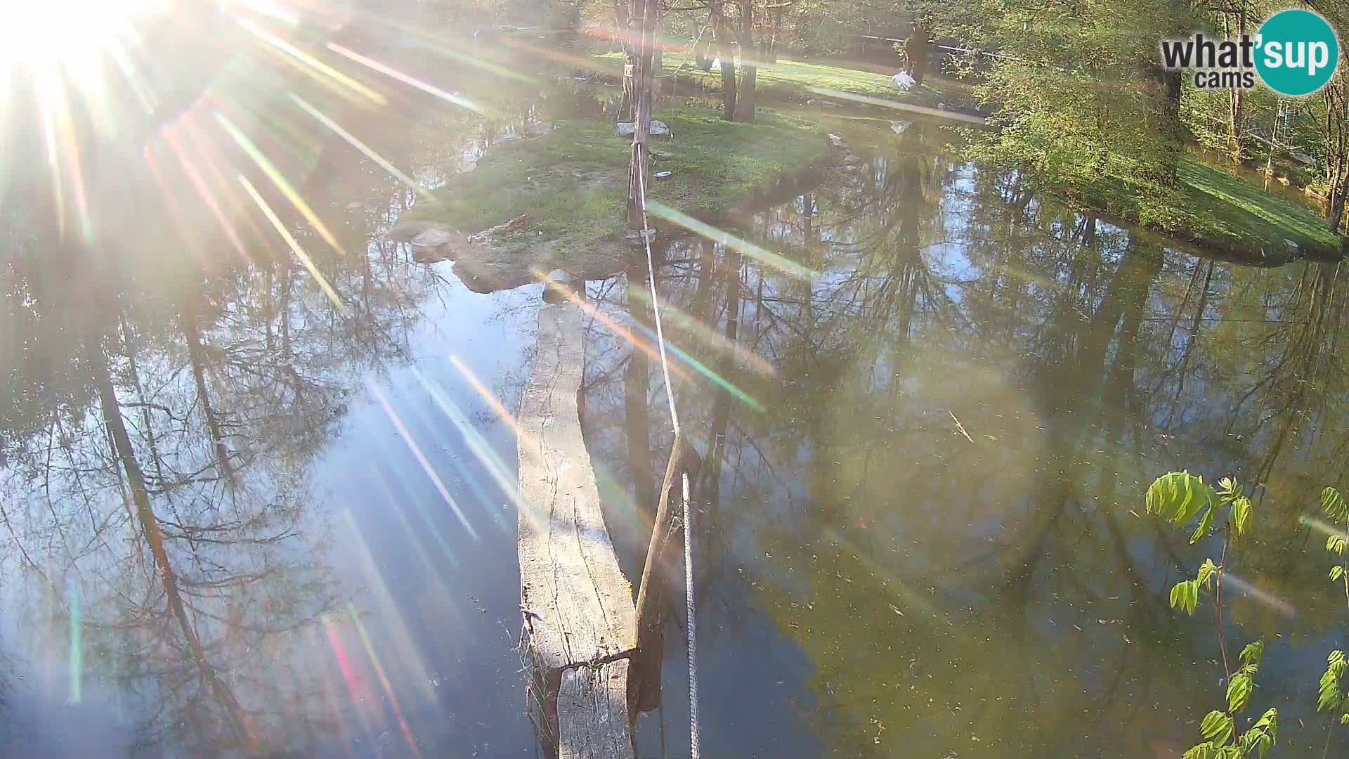 Navadni vari v živo – Ljubljana živalski vrt