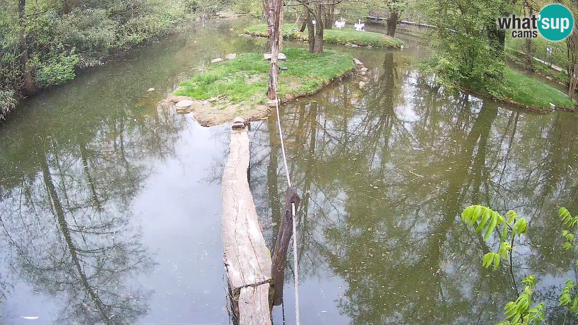 Navadni vari u živo – Ljubljana zoo