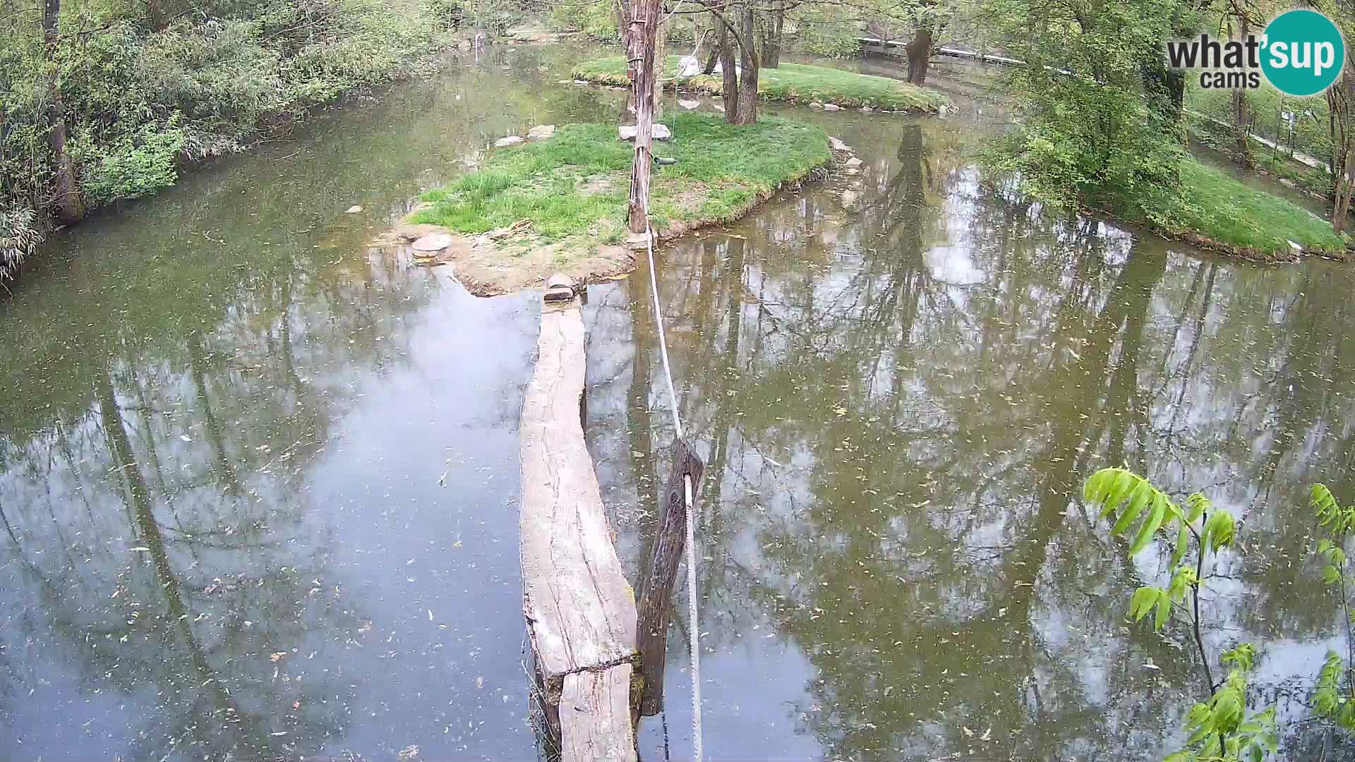 Navadni vari u živo – Ljubljana zoo
