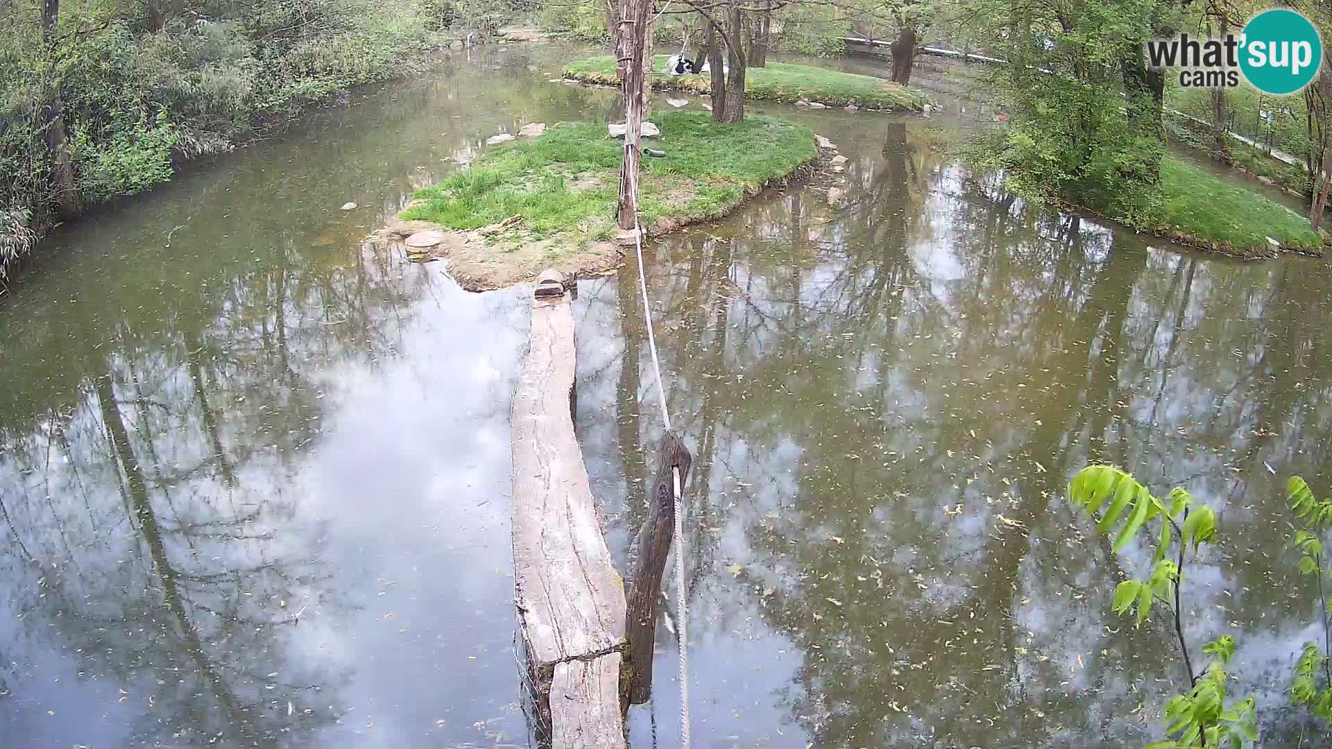 Navadni vari u živo – Ljubljana zoo