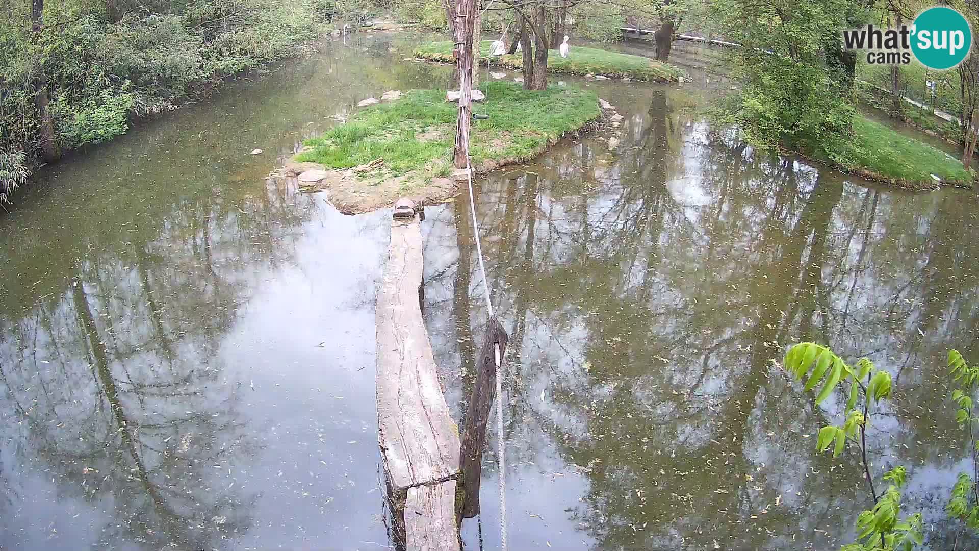 Navadni vari u živo – Ljubljana zoo