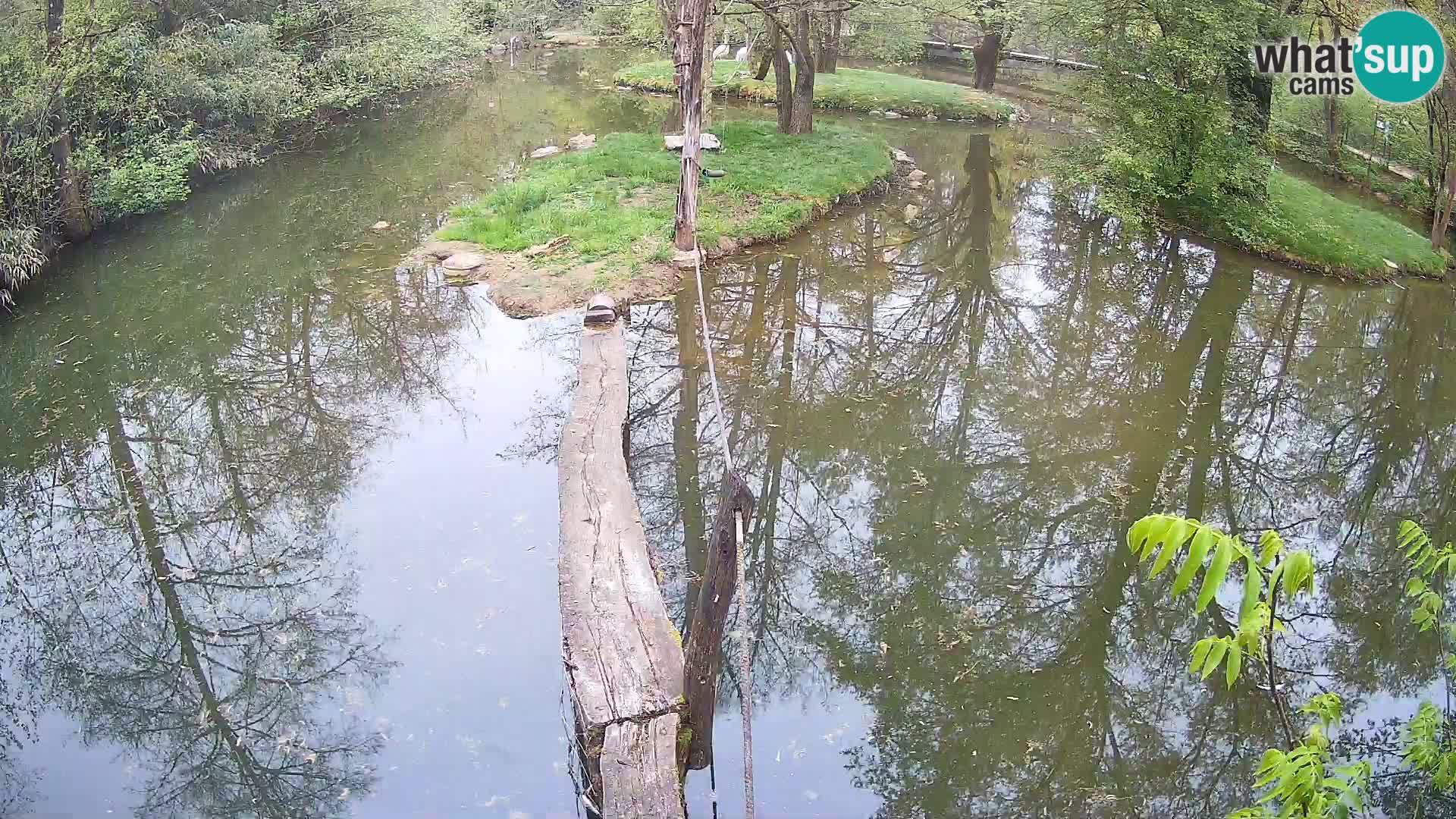 Navadni vari u živo – Ljubljana zoo