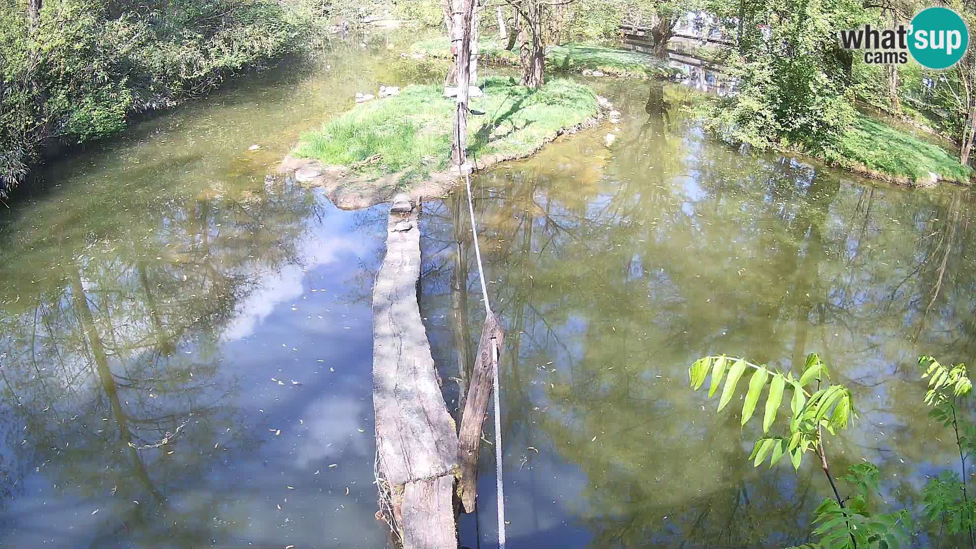 Lémur rufo blanco y negro – Ljubljana Zoo en vivo