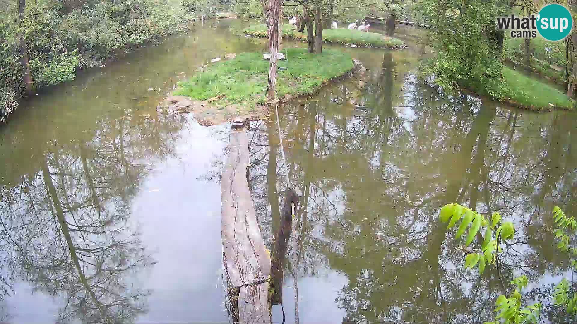 Lémur rufo blanco y negro – Ljubljana Zoo en vivo
