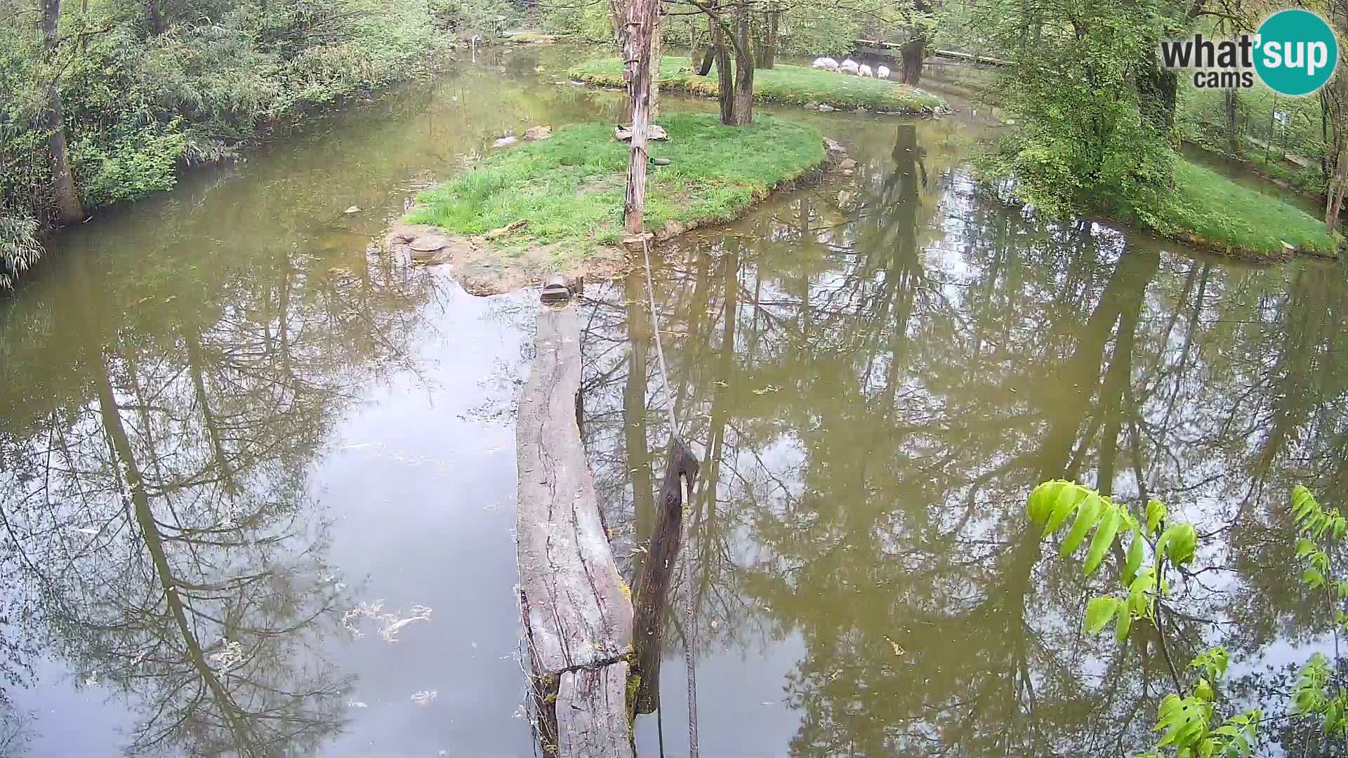 Schwarzweiße Vari Zoo Ljubljana webcam