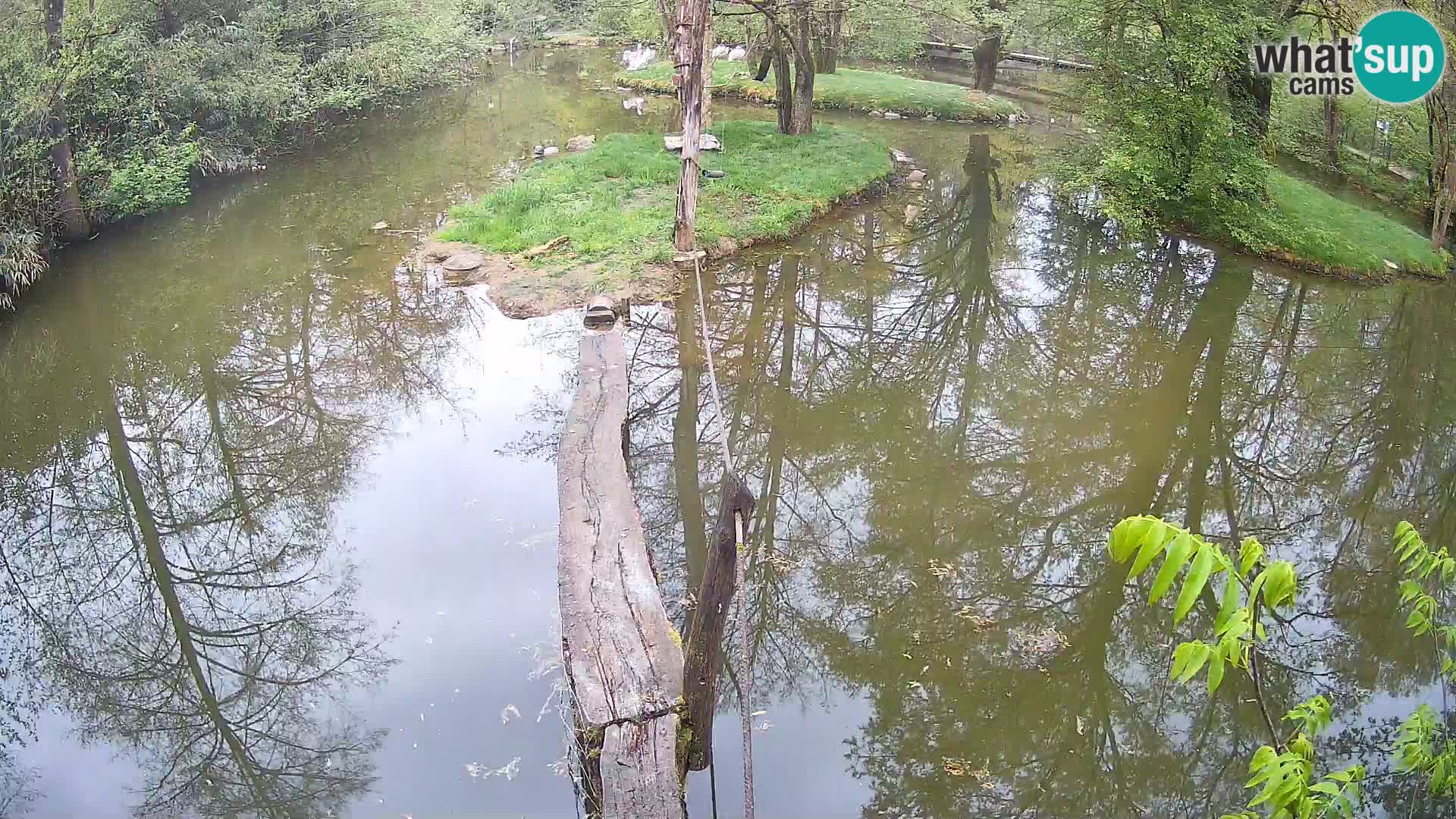 Schwarzweiße Vari Zoo Ljubljana webcam