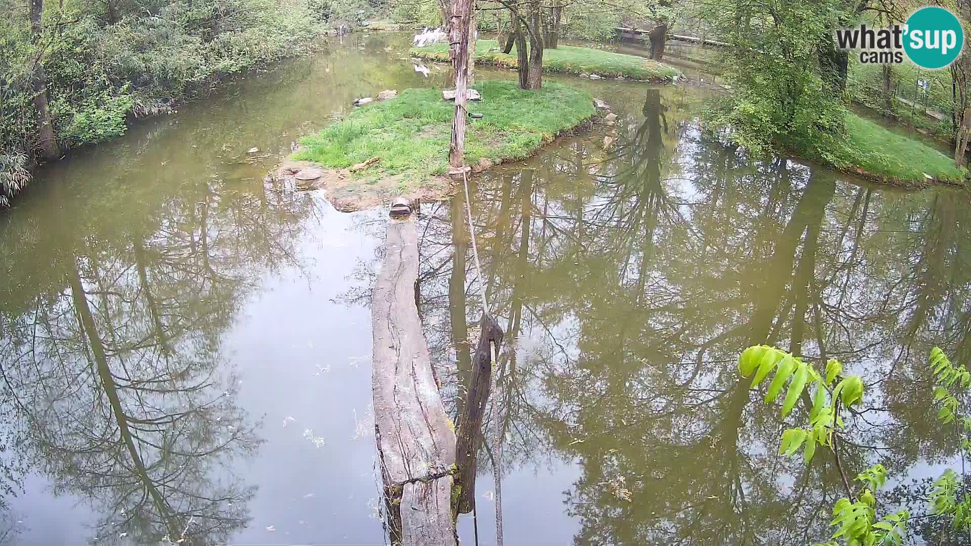 Vari noir et blanc – Ljubljana ZOO  livecam