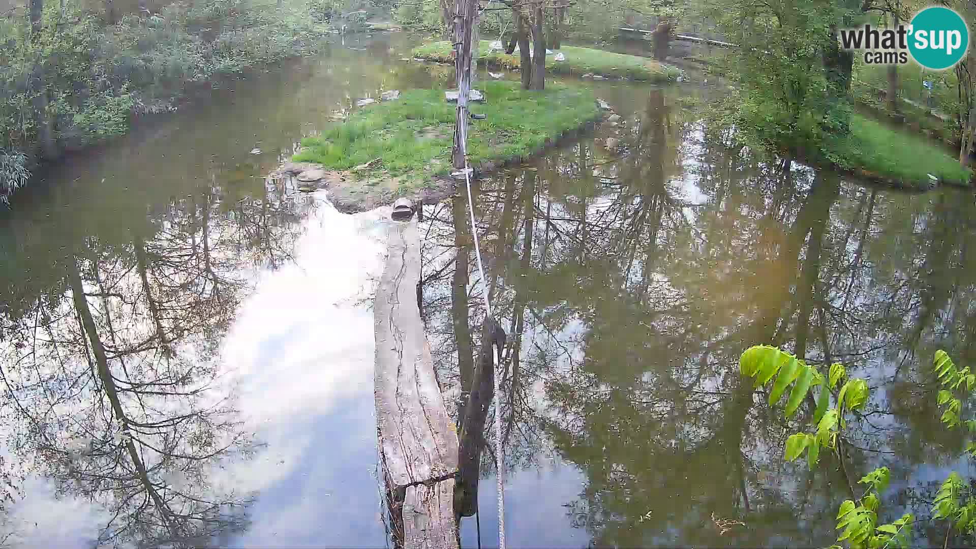 Schwarzweiße Vari Zoo Ljubljana webcam