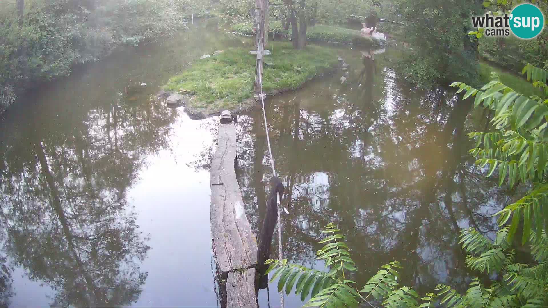 Vari bianconero Zoo Ljubljana webcam