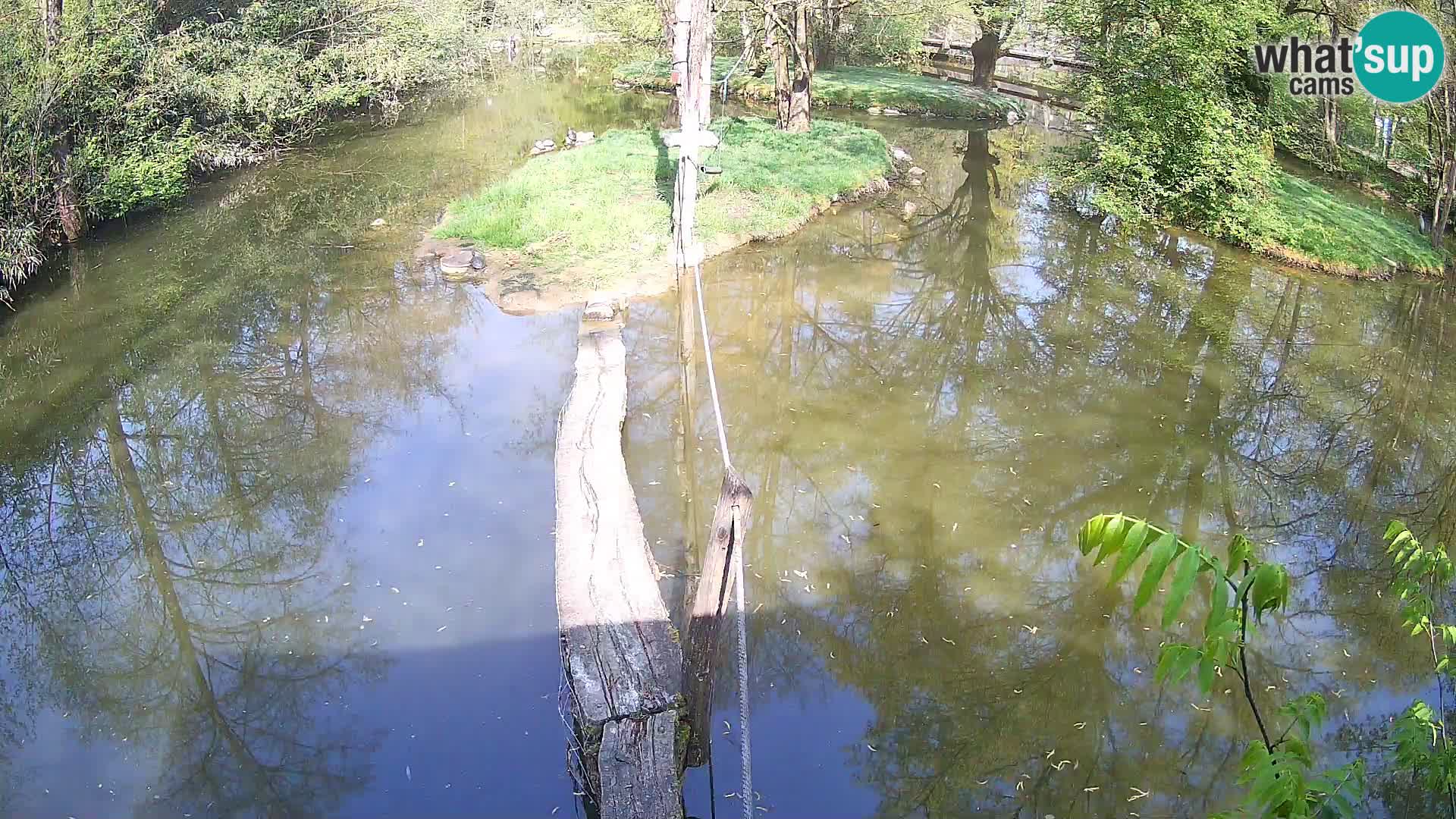 Black and white ruffed lemur Ljubljana Zoo live cam