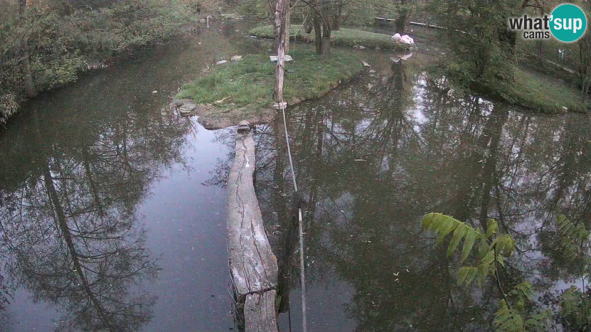 Navadni vari u živo – Ljubljana zoo