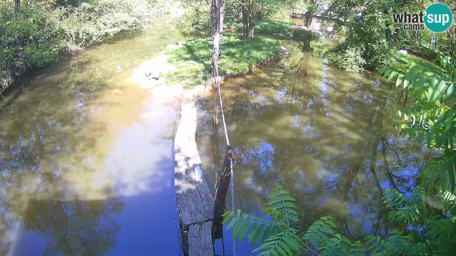 Vari bianconero Zoo Ljubljana webcam