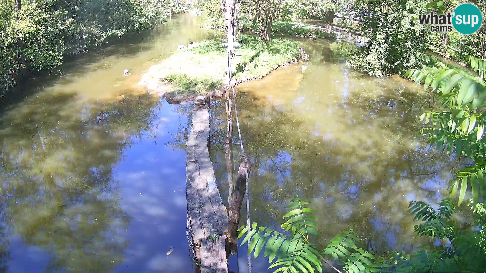 Vari bianconero Zoo Ljubljana webcam
