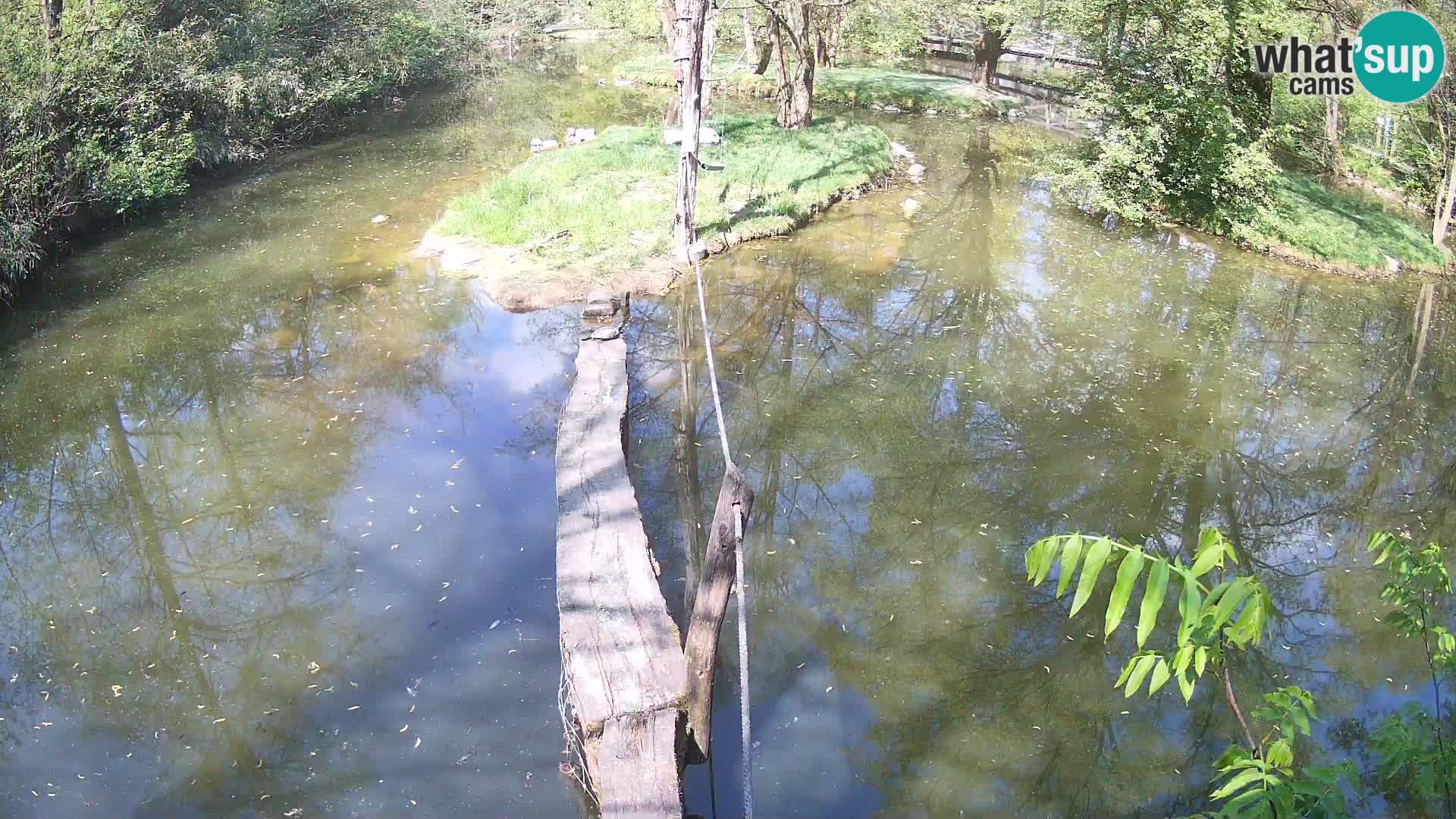 Schwarzweiße Vari Zoo Ljubljana webcam