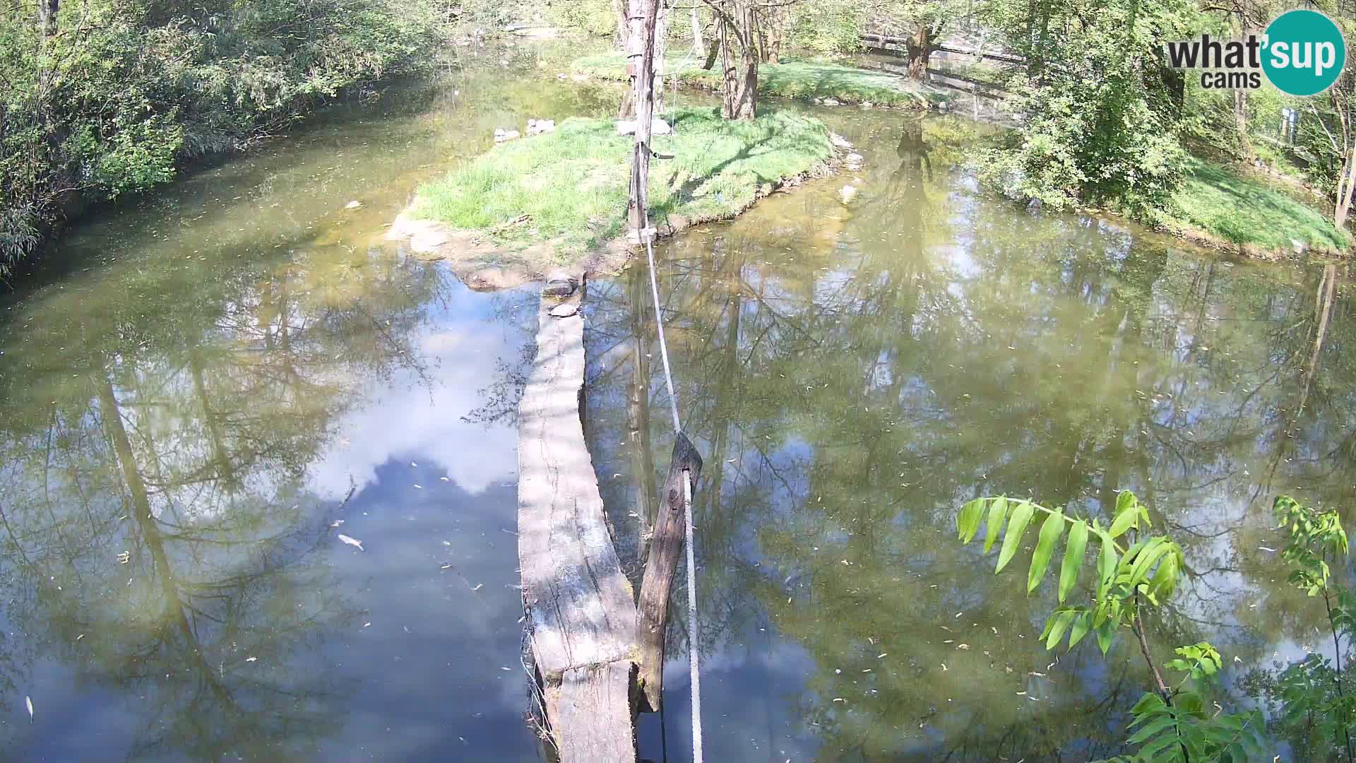 Vari bianconero Zoo Ljubljana webcam