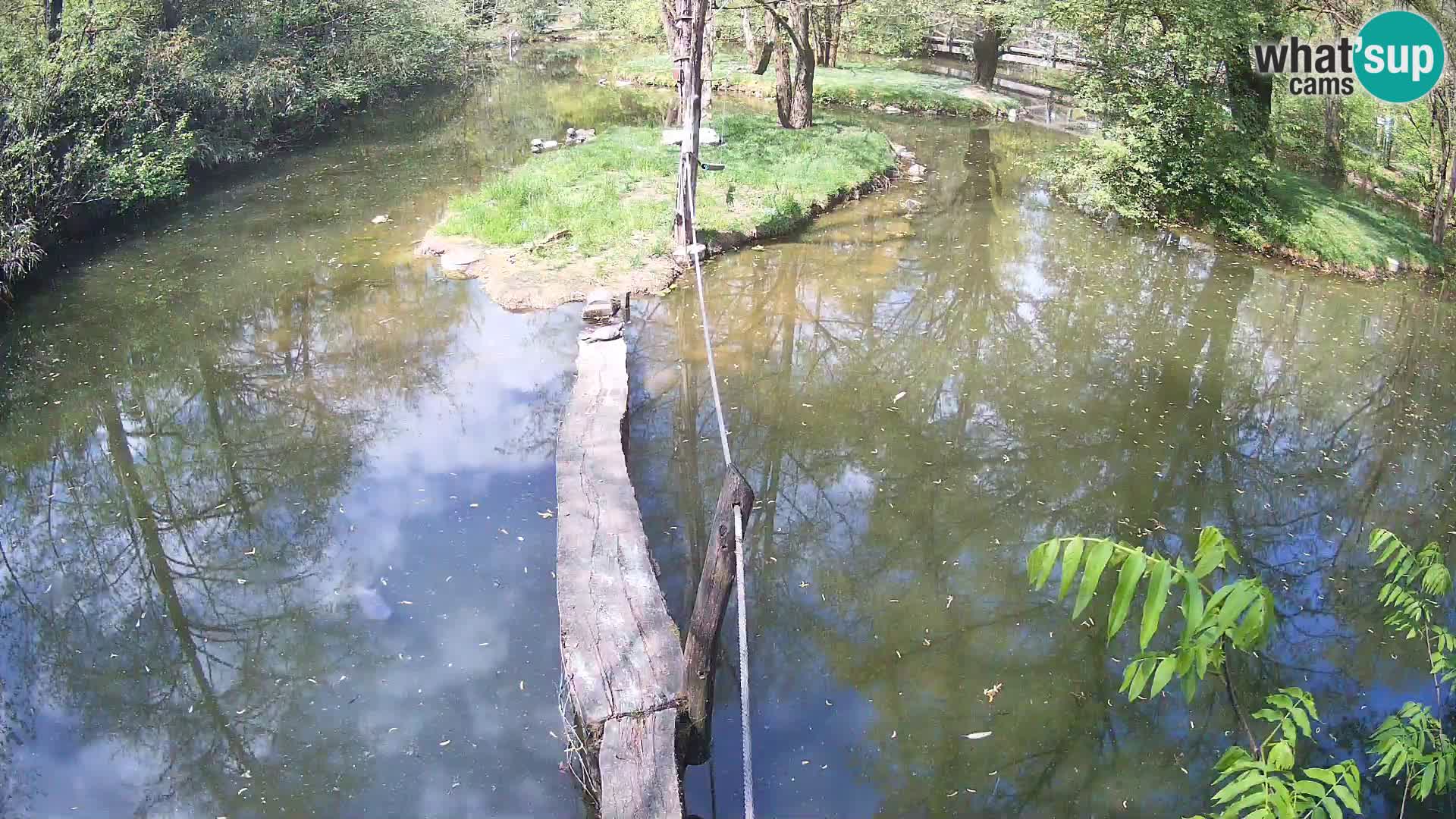 Navadni vari v živo – Ljubljana živalski vrt