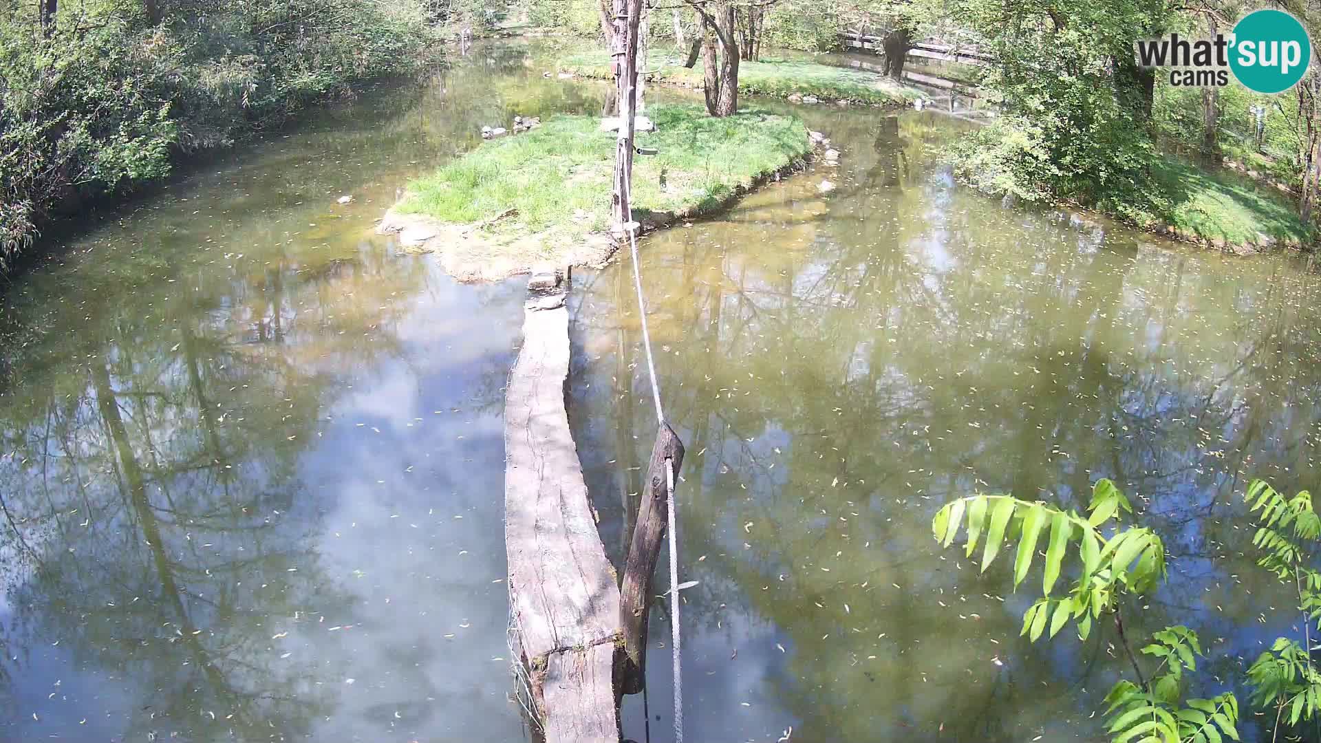 Vari bianconero Zoo Ljubljana webcam