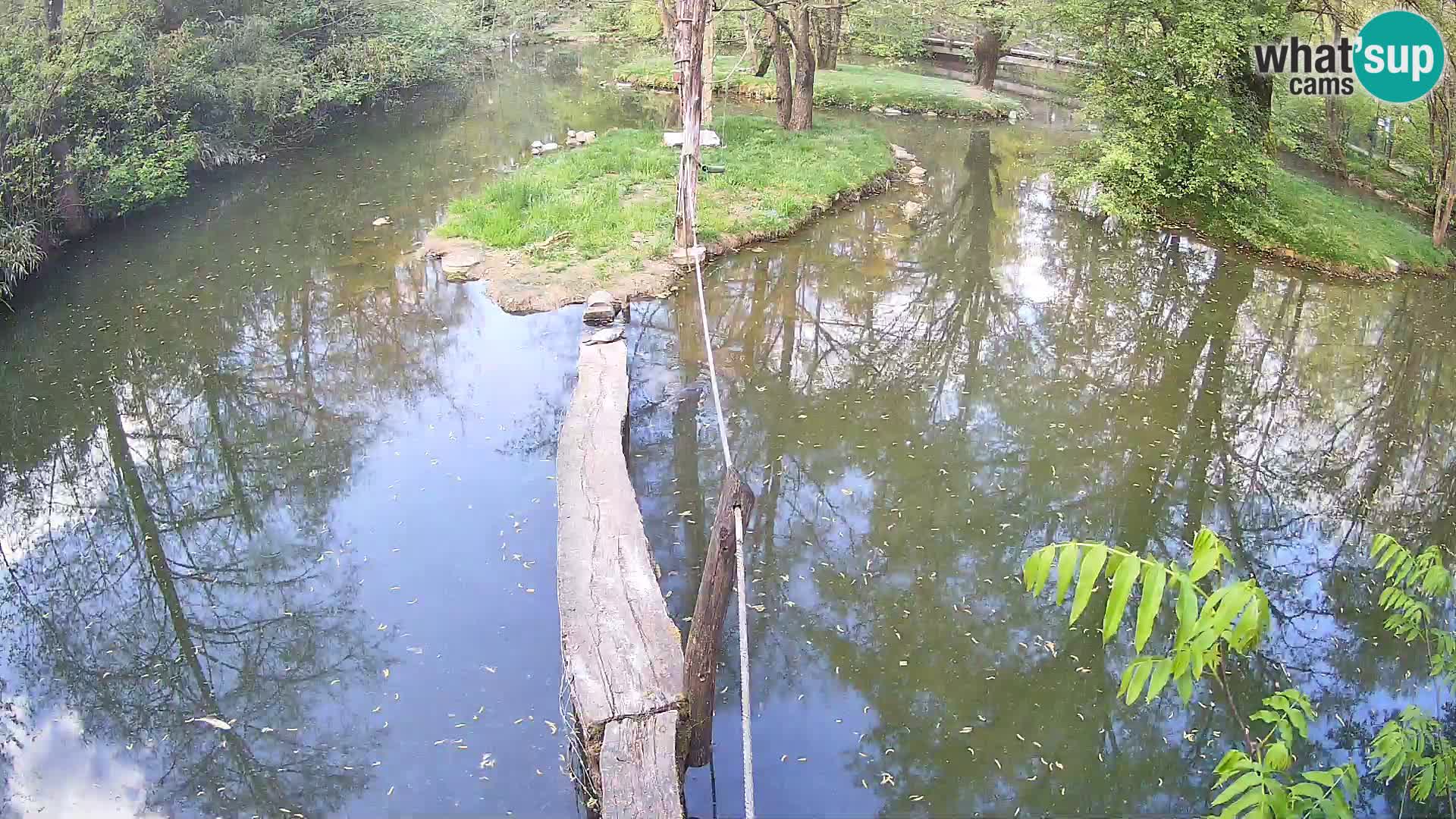 Vari noir et blanc – Ljubljana ZOO  livecam