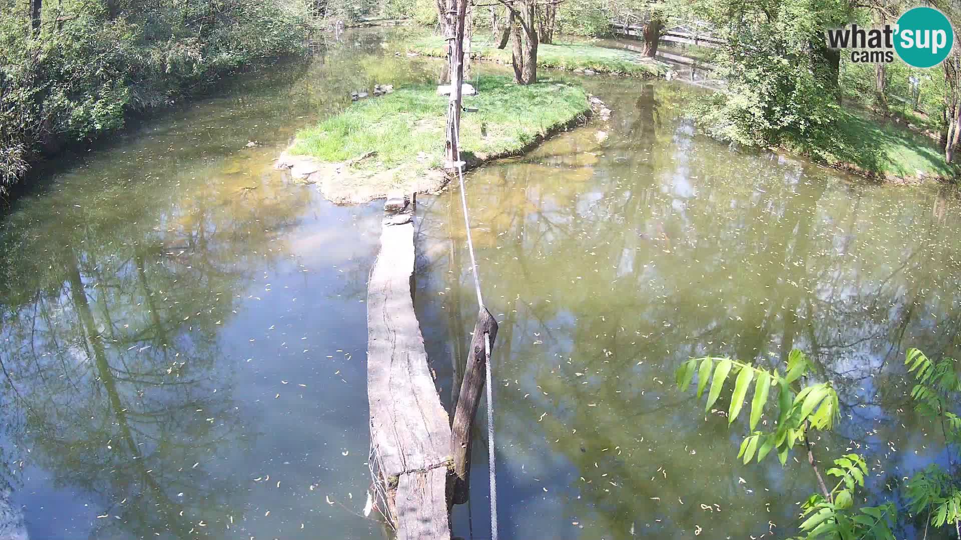 Schwarzweiße Vari Zoo Ljubljana webcam