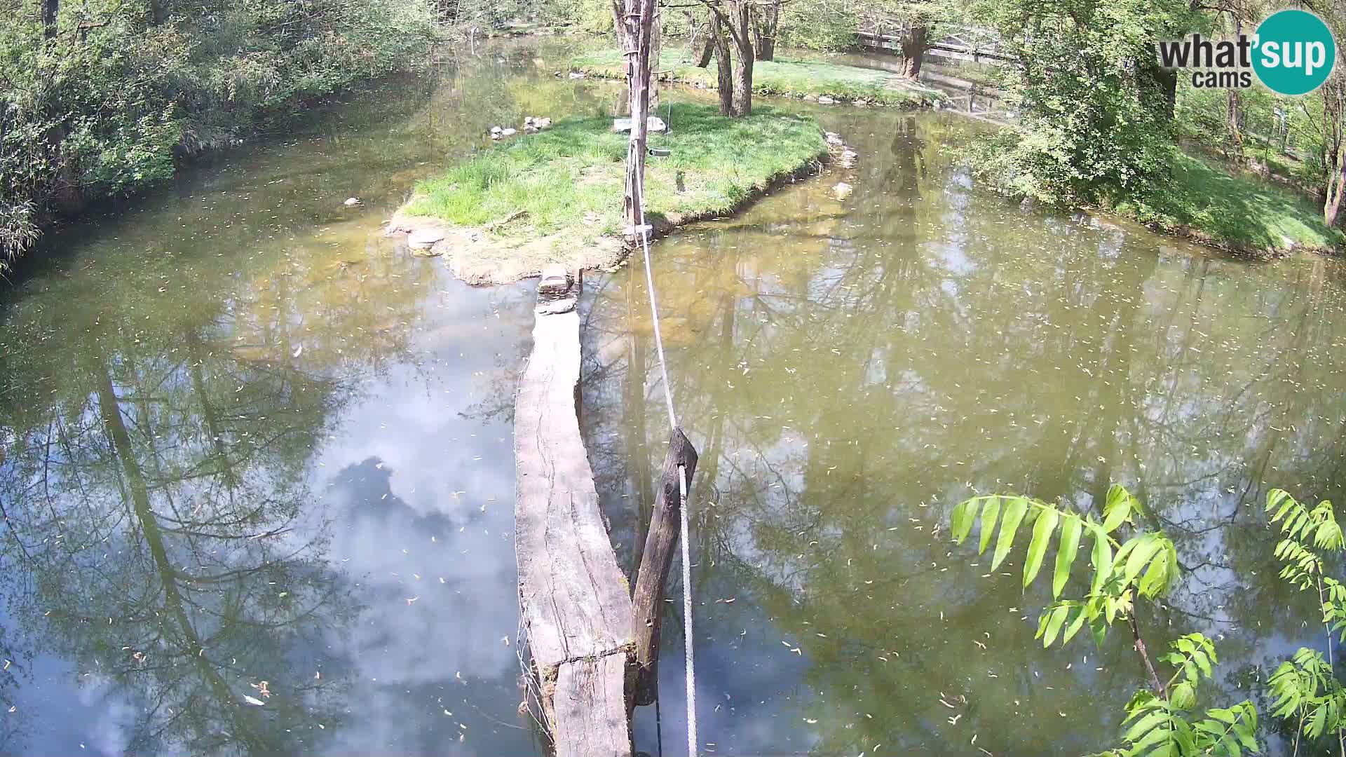 Lémur rufo blanco y negro – Ljubljana Zoo en vivo