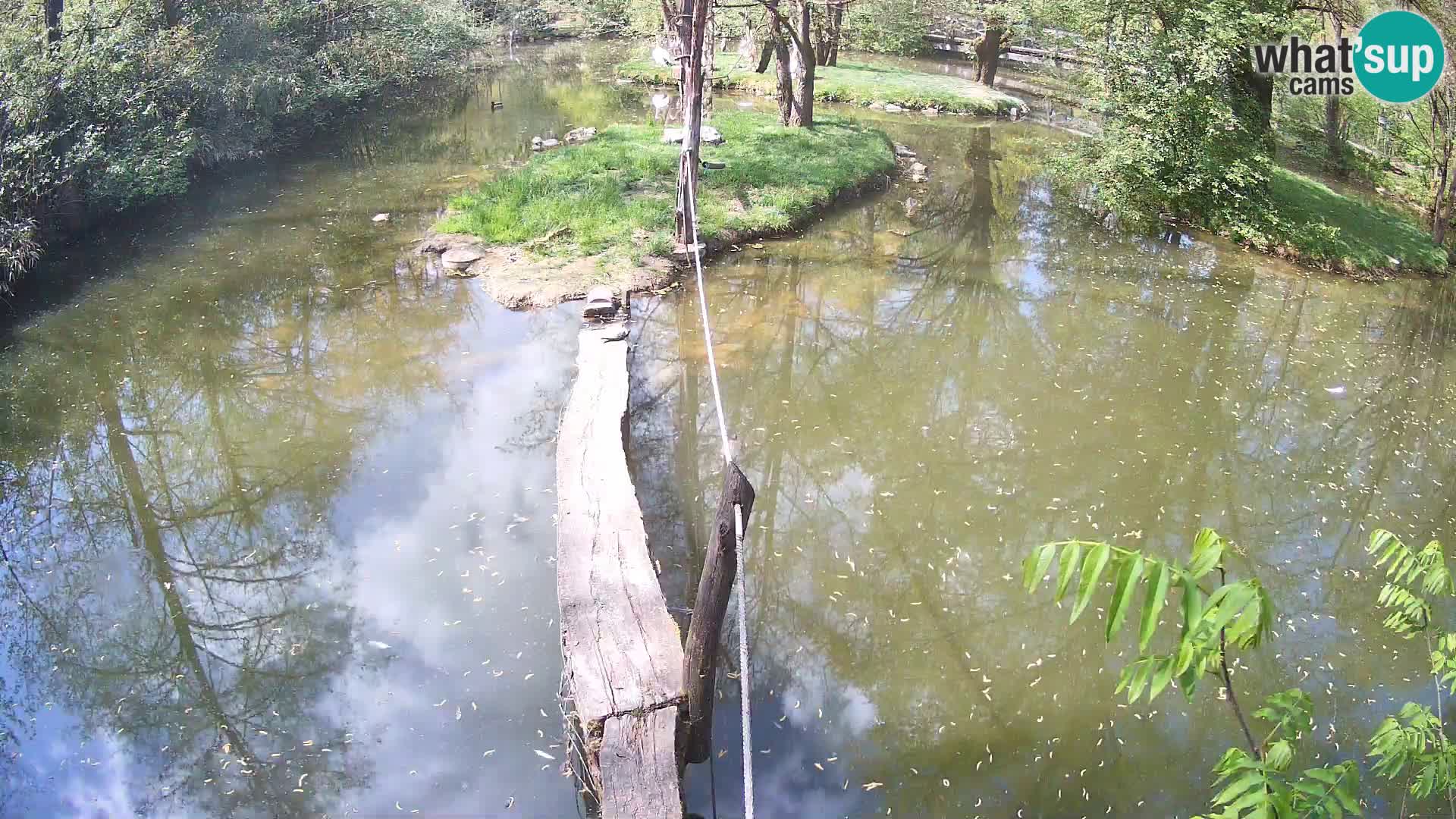 Black and white ruffed lemur Ljubljana Zoo live cam