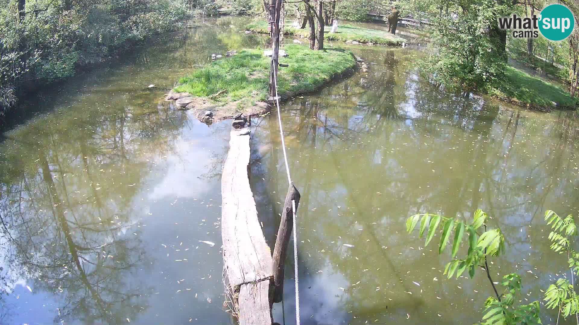 Vari noir et blanc – Ljubljana ZOO  livecam
