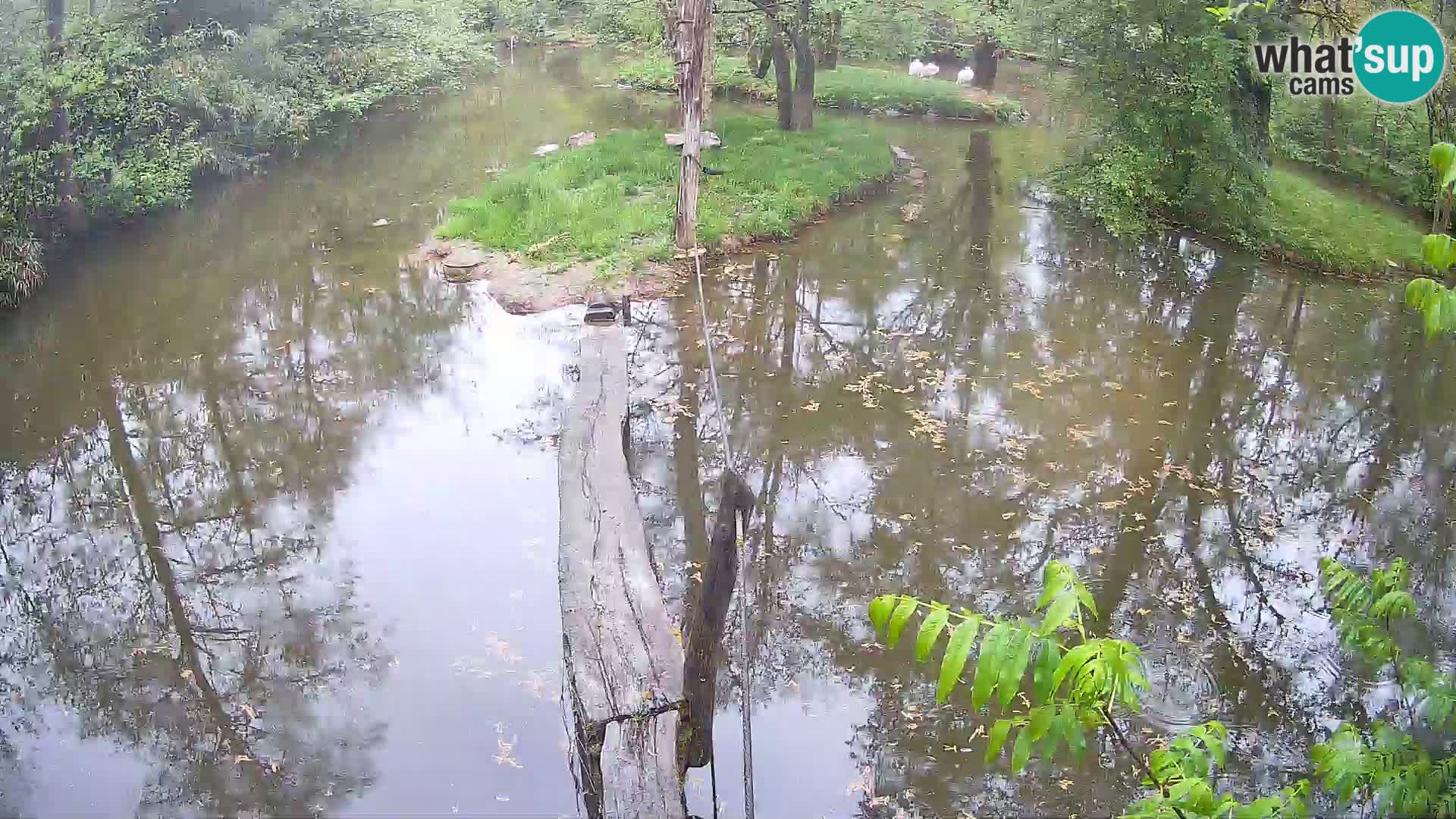 Vari noir et blanc – Ljubljana ZOO  livecam