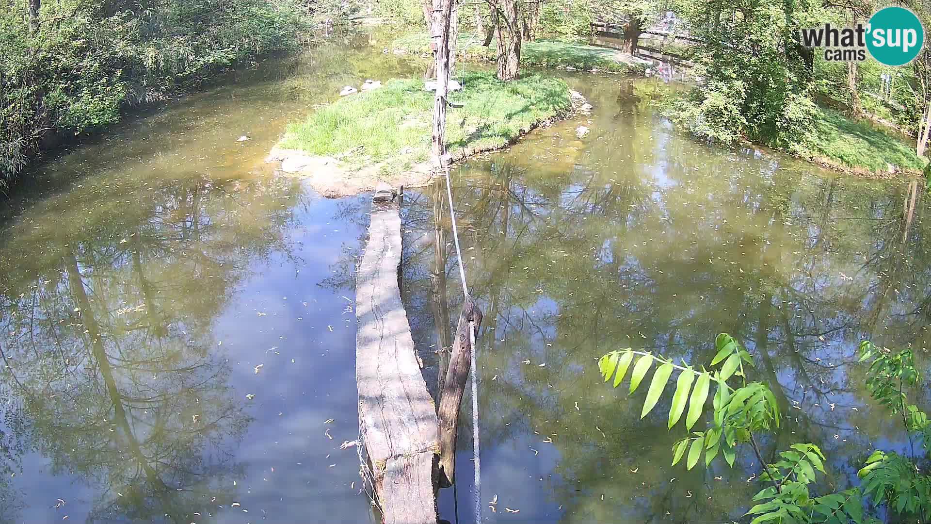 Black and white ruffed lemur Ljubljana Zoo live cam