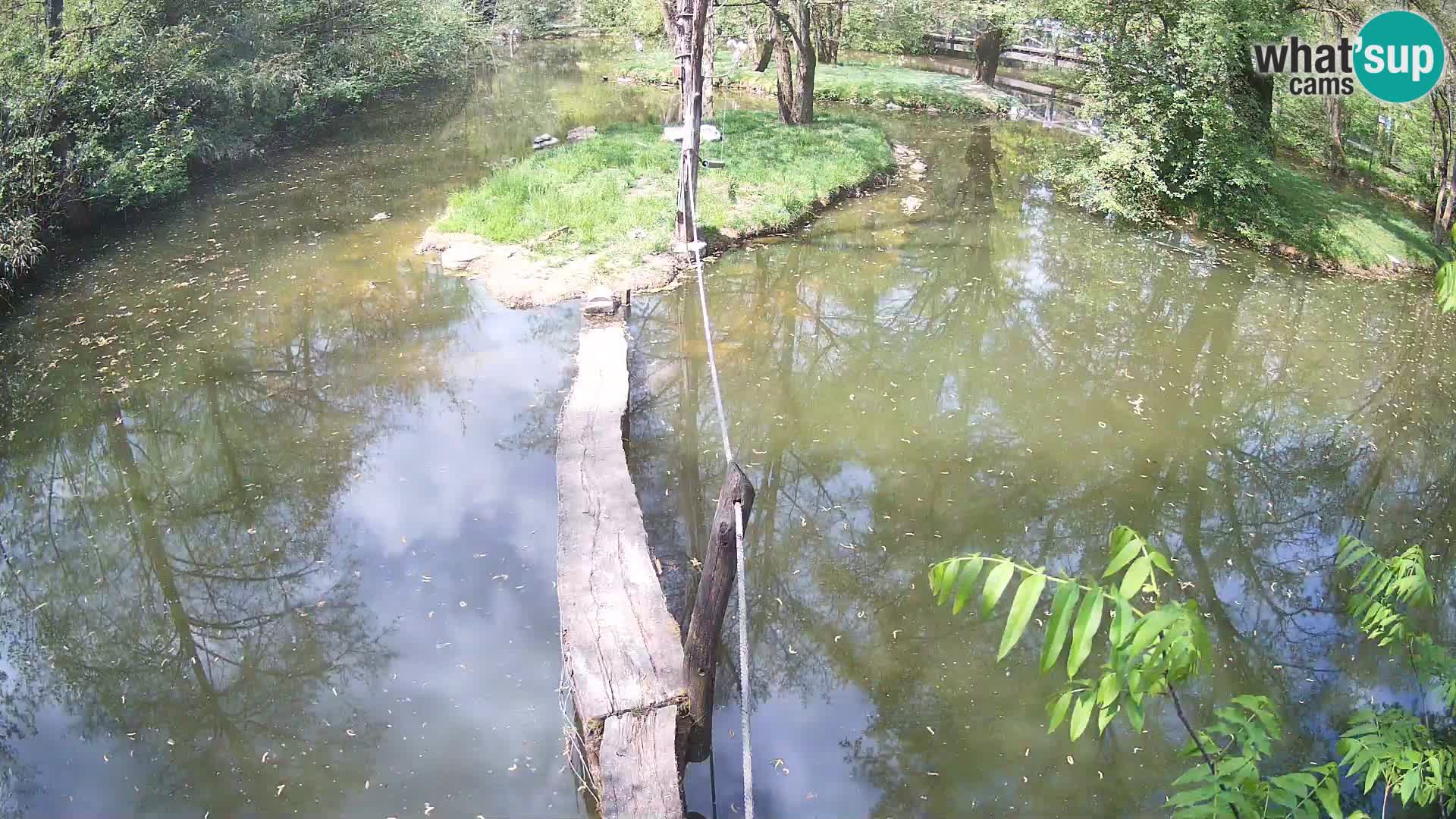 Navadni vari u živo – Ljubljana zoo