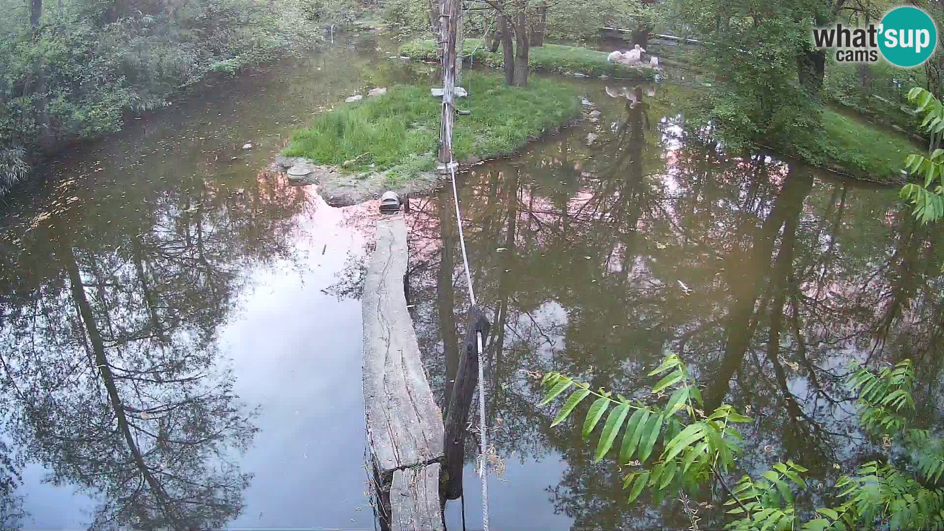 Schwarzweiße Vari Zoo Ljubljana webcam