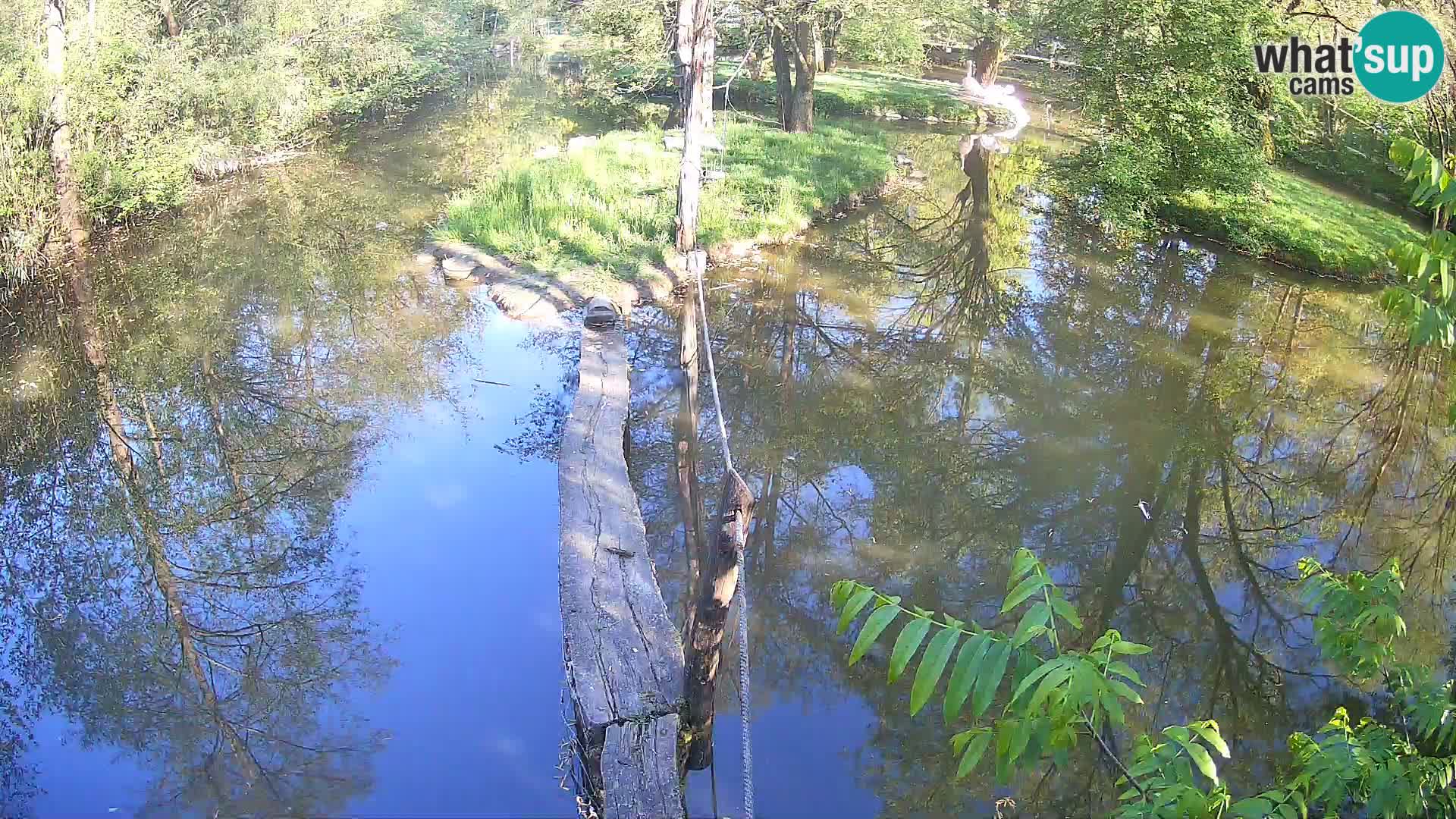 Schwarzweiße Vari Zoo Ljubljana webcam