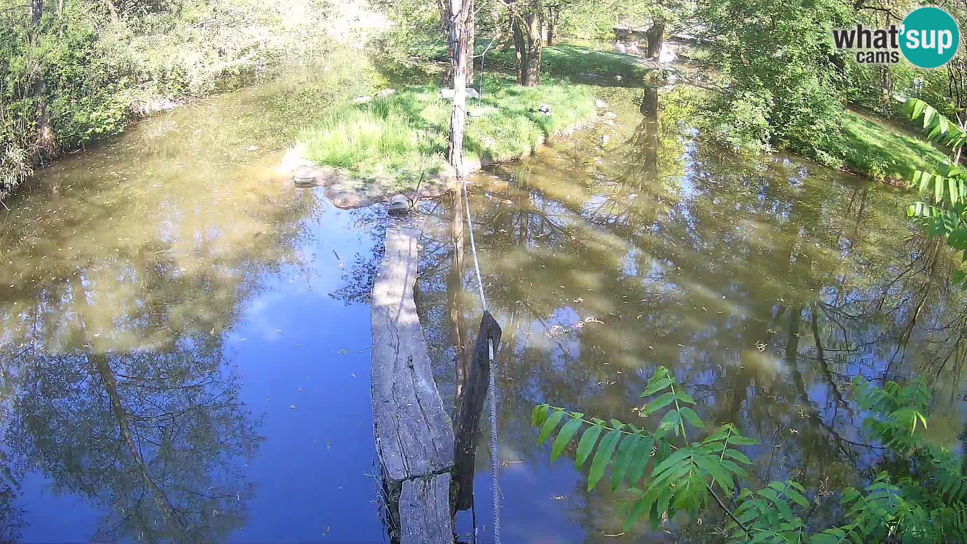 Schwarzweiße Vari Zoo Ljubljana webcam