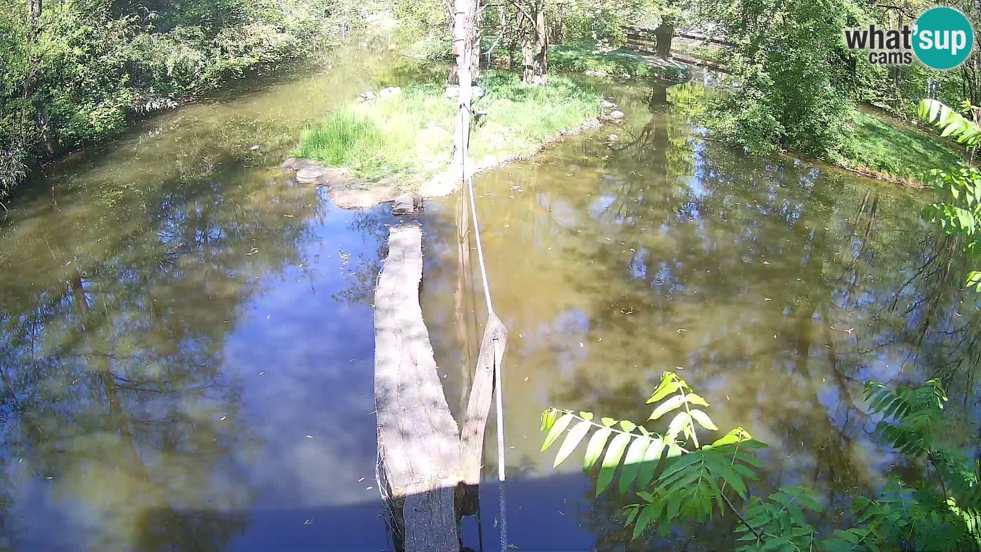 Lémur rufo blanco y negro – Ljubljana Zoo en vivo