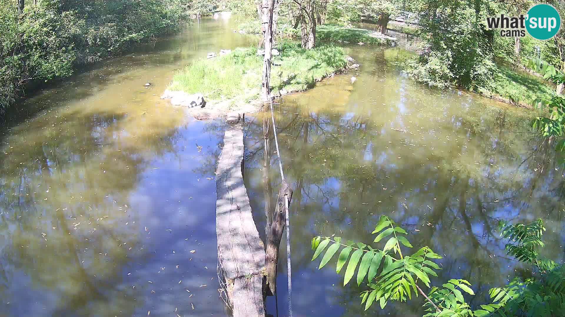 Schwarzweiße Vari Zoo Ljubljana webcam