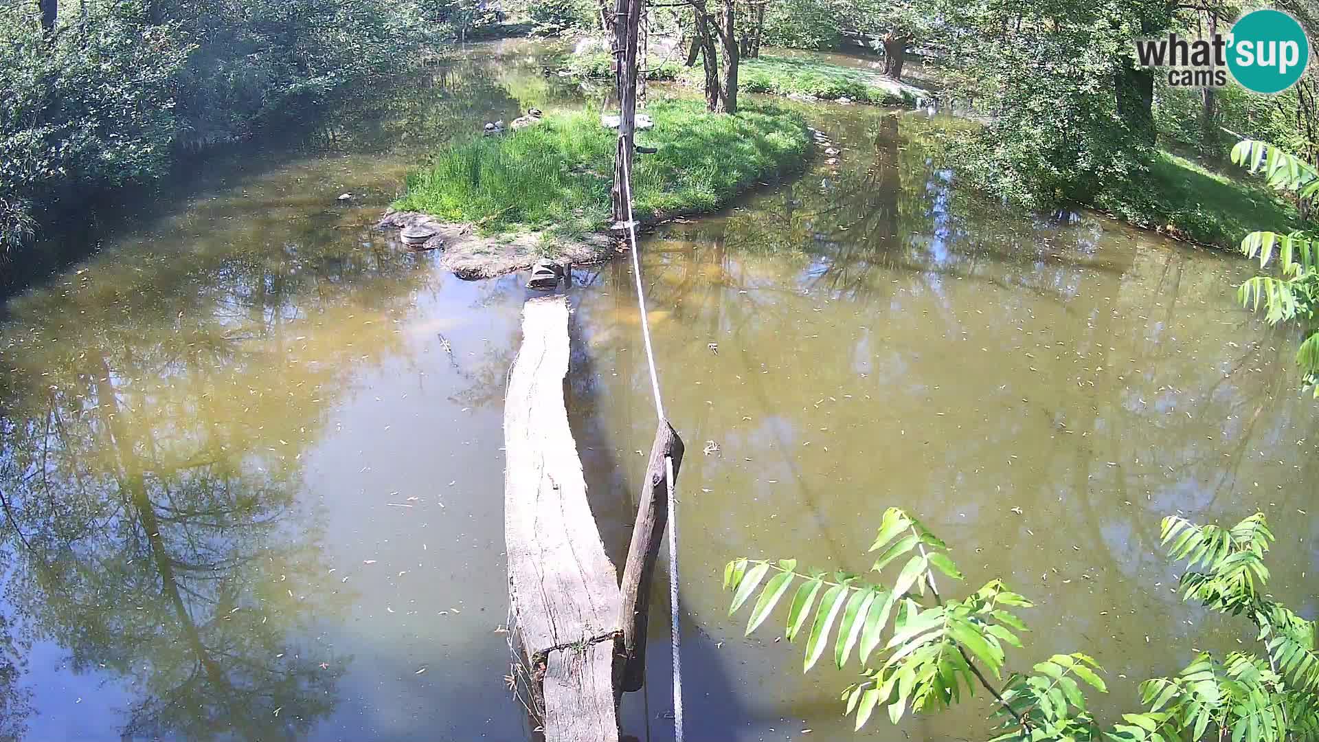 Navadni vari u živo – Ljubljana zoo