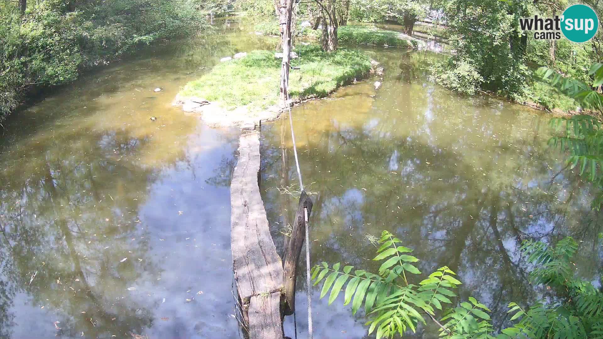 Lémur rufo blanco y negro – Ljubljana Zoo en vivo
