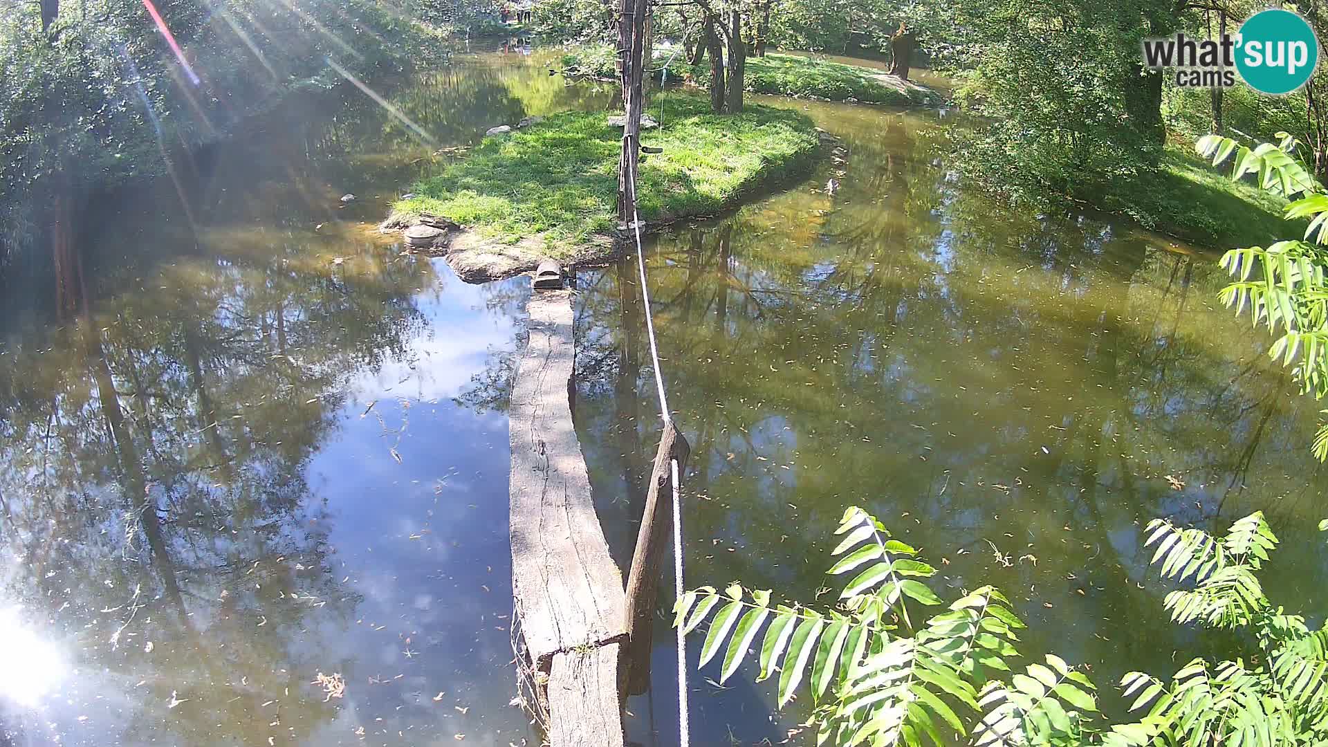 Black and white ruffed lemur Ljubljana Zoo live cam